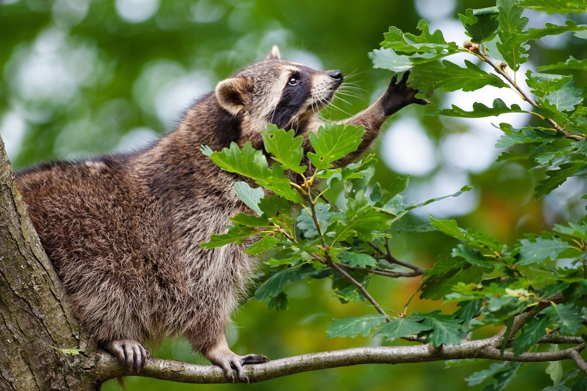 Raccoon sitting on a tree branch HD Wallpaper