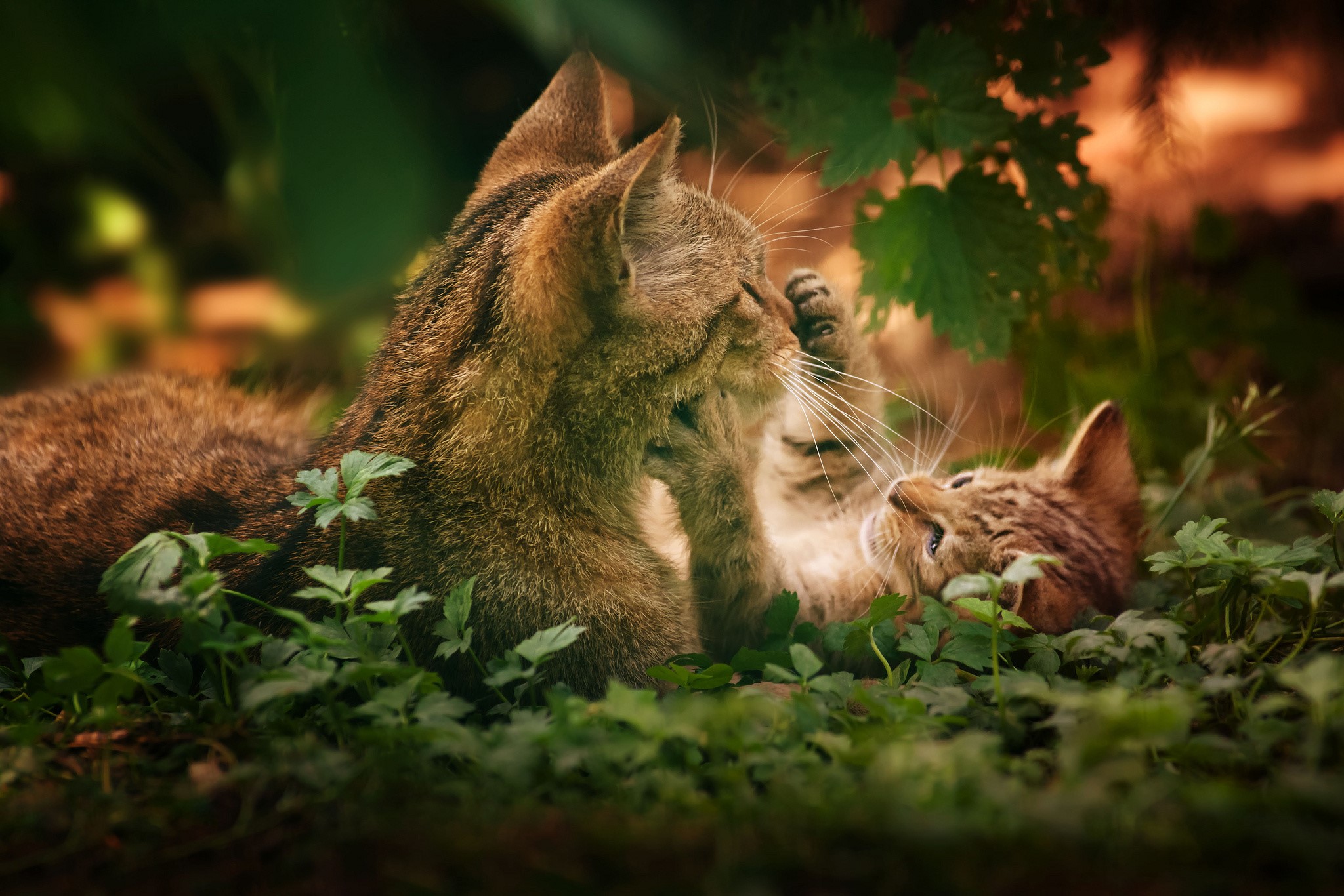 Two kittens playing in the grass HD Wallpaper