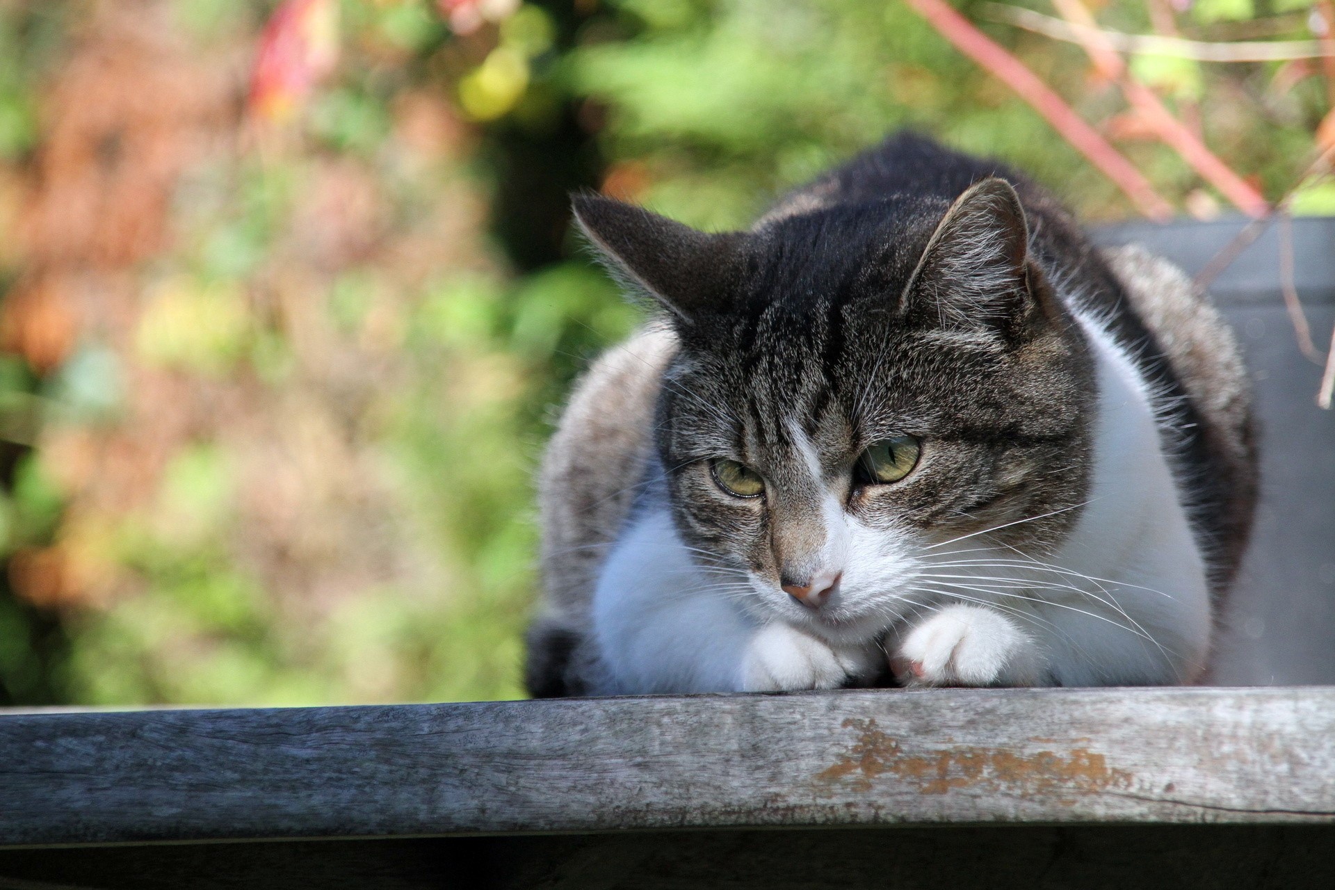 Tabby and white cat resting on a wooden surface HD Wallpaper