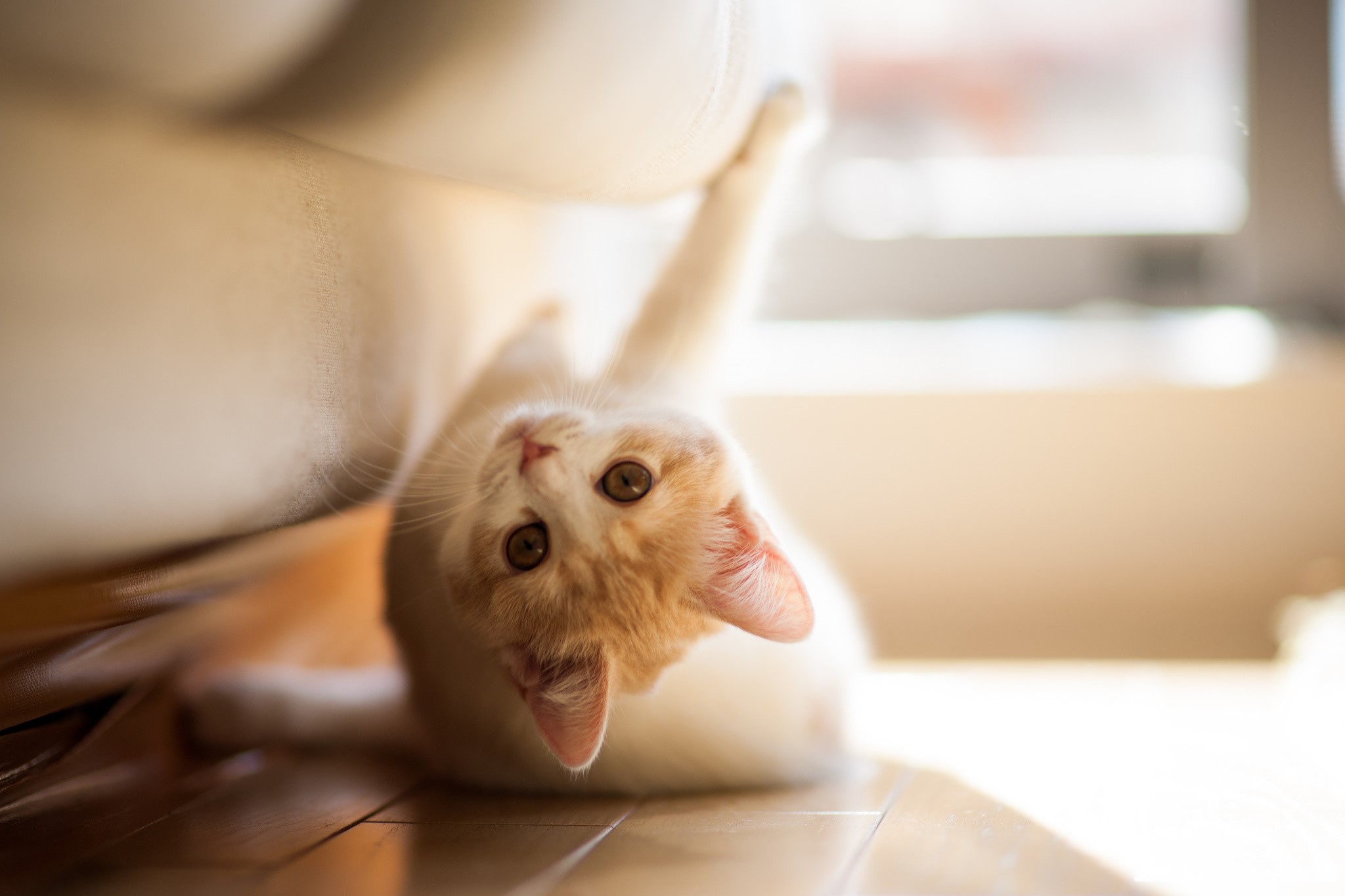 A playful kitten peeking from under a couch HD Wallpaper