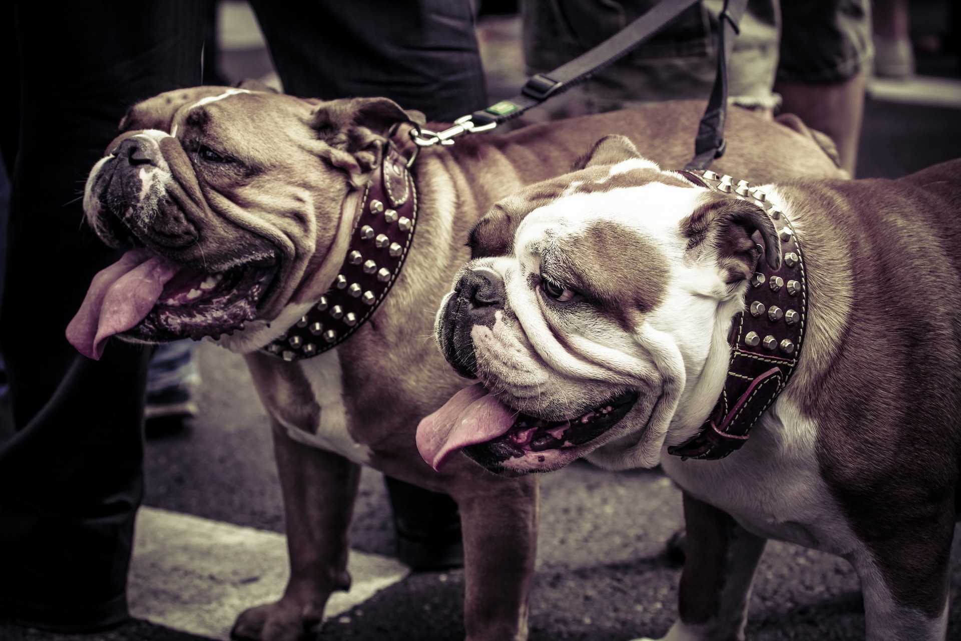 Two Bulldogs with studded collars HD Wallpaper
