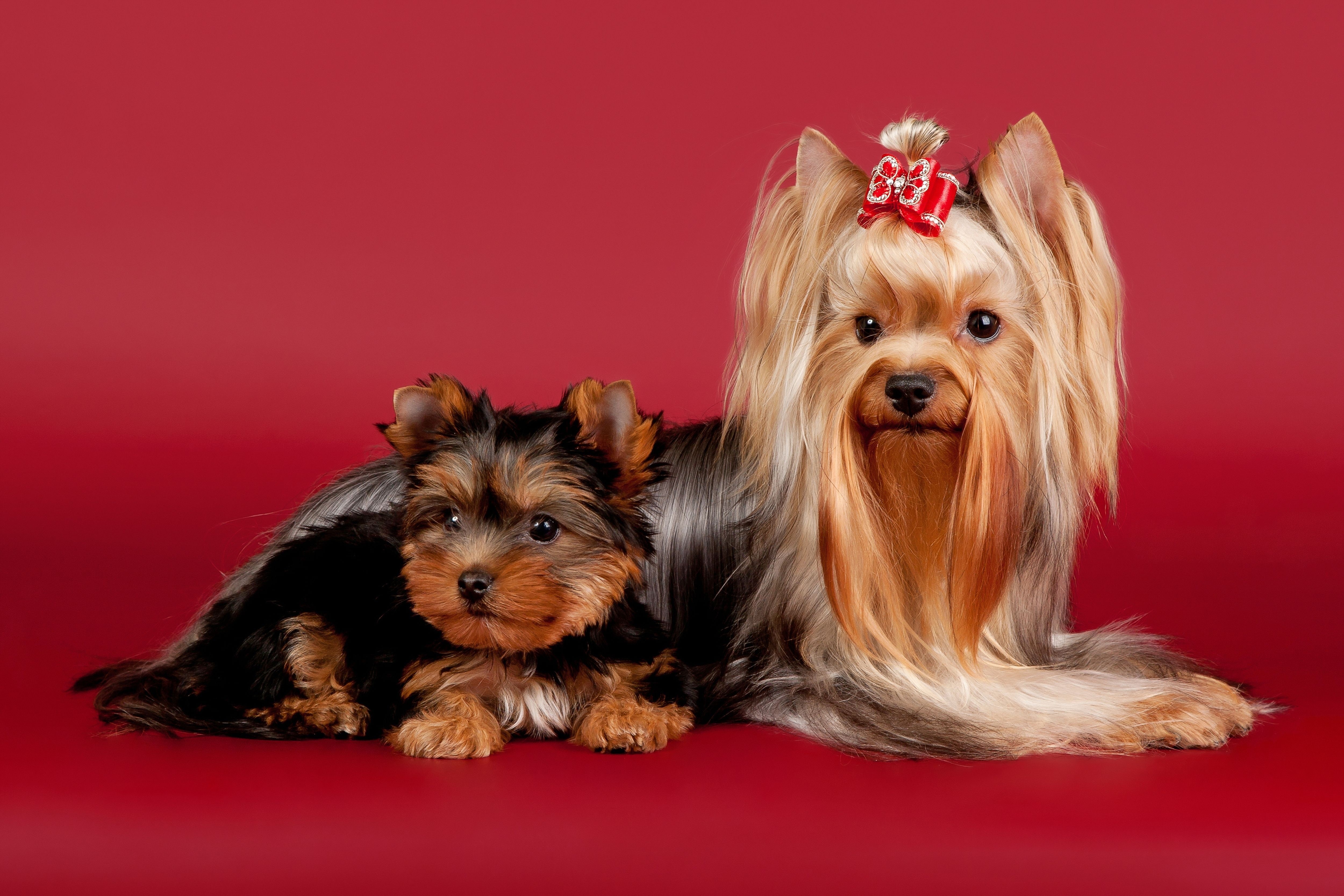 Two Yorkshire Terriers on a Red Background HD Wallpaper