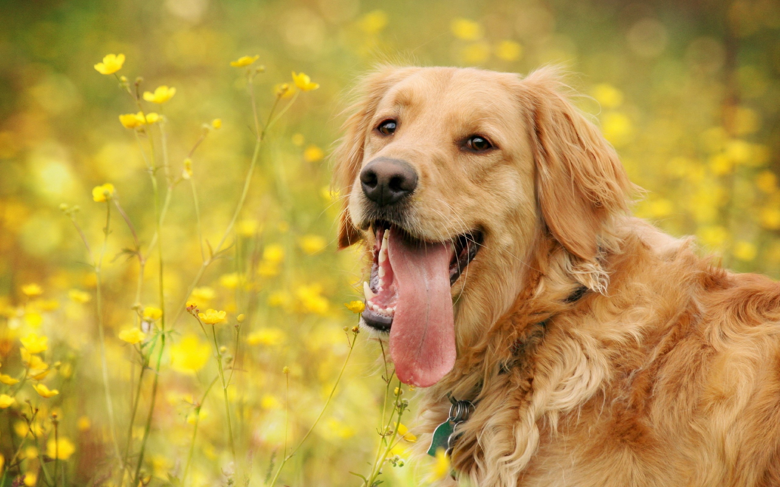 Golden Retriever dog in a field of yellow flowers HD Wallpaper