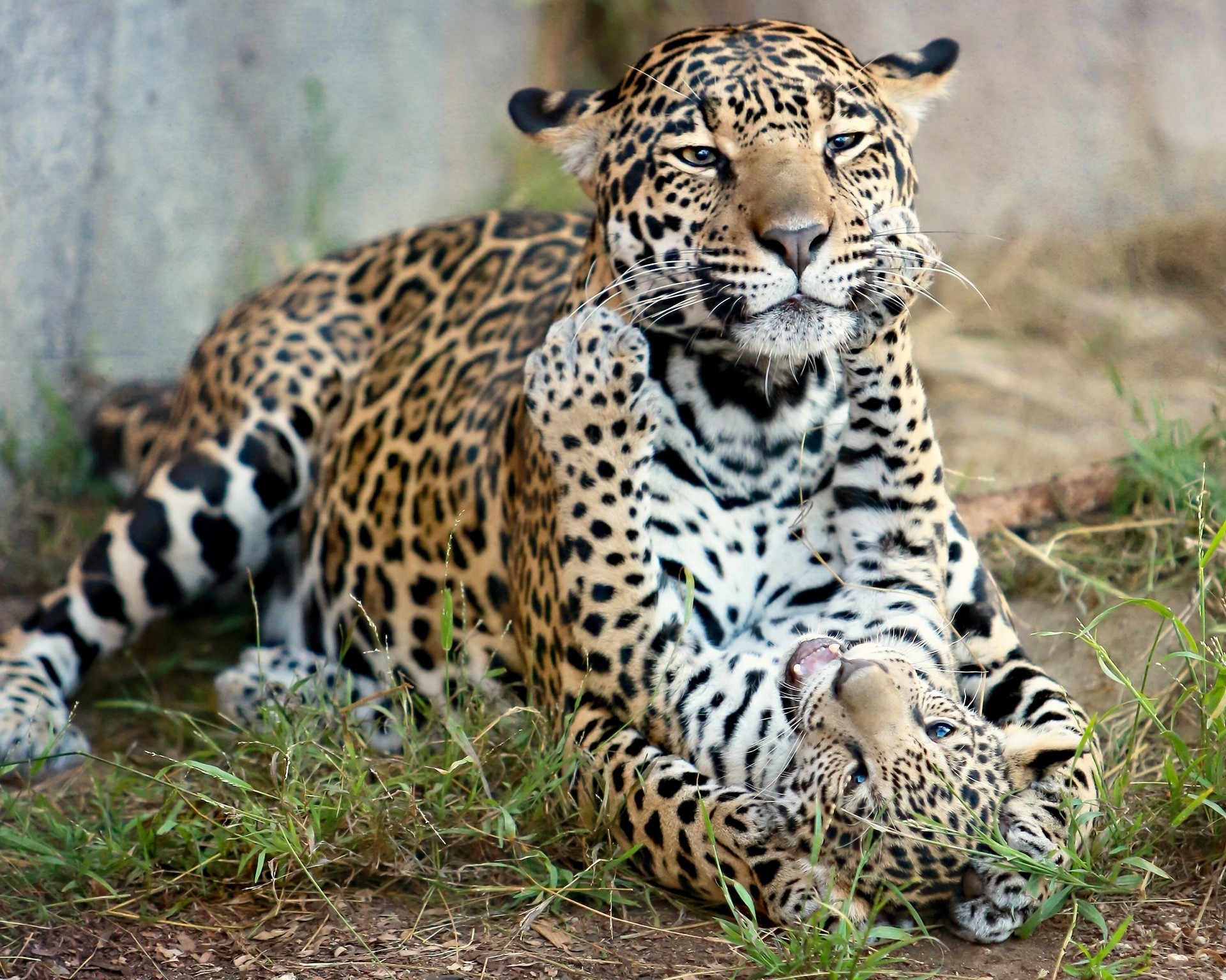 Two jaguars playing in the grass HD Wallpaper