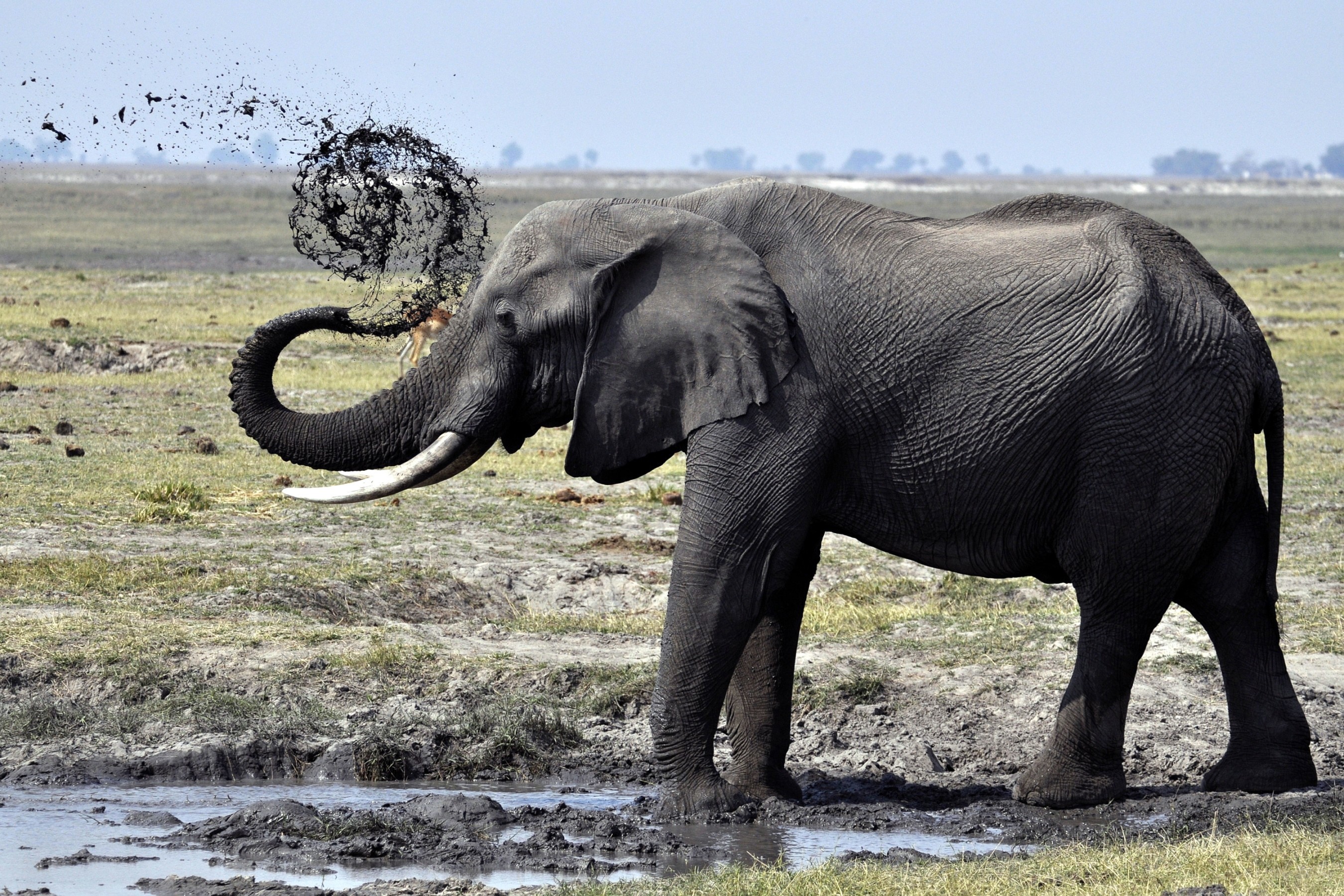 Elephant spraying mud in a field HD Wallpaper