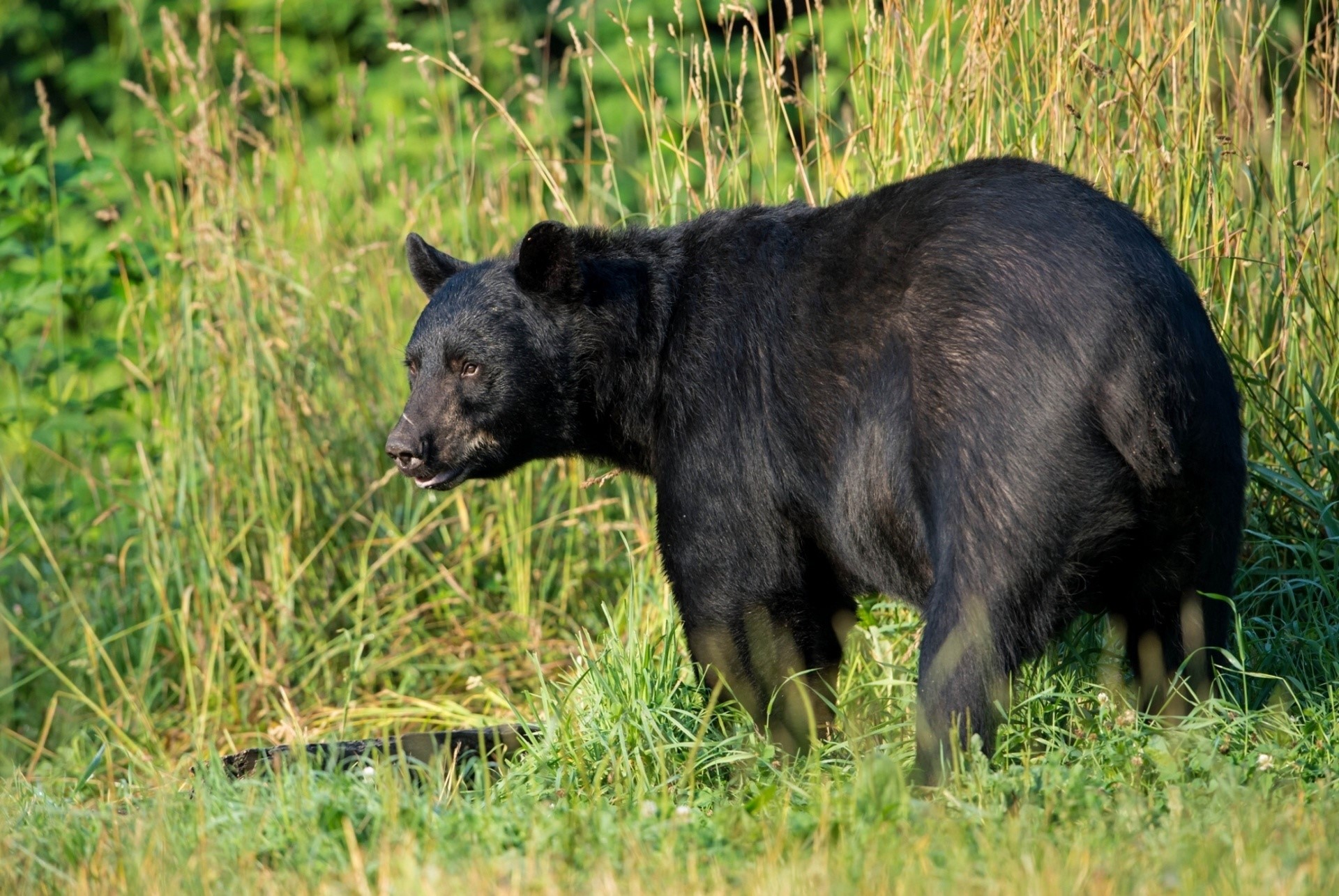 Black bear standing in tall grass HD Wallpaper