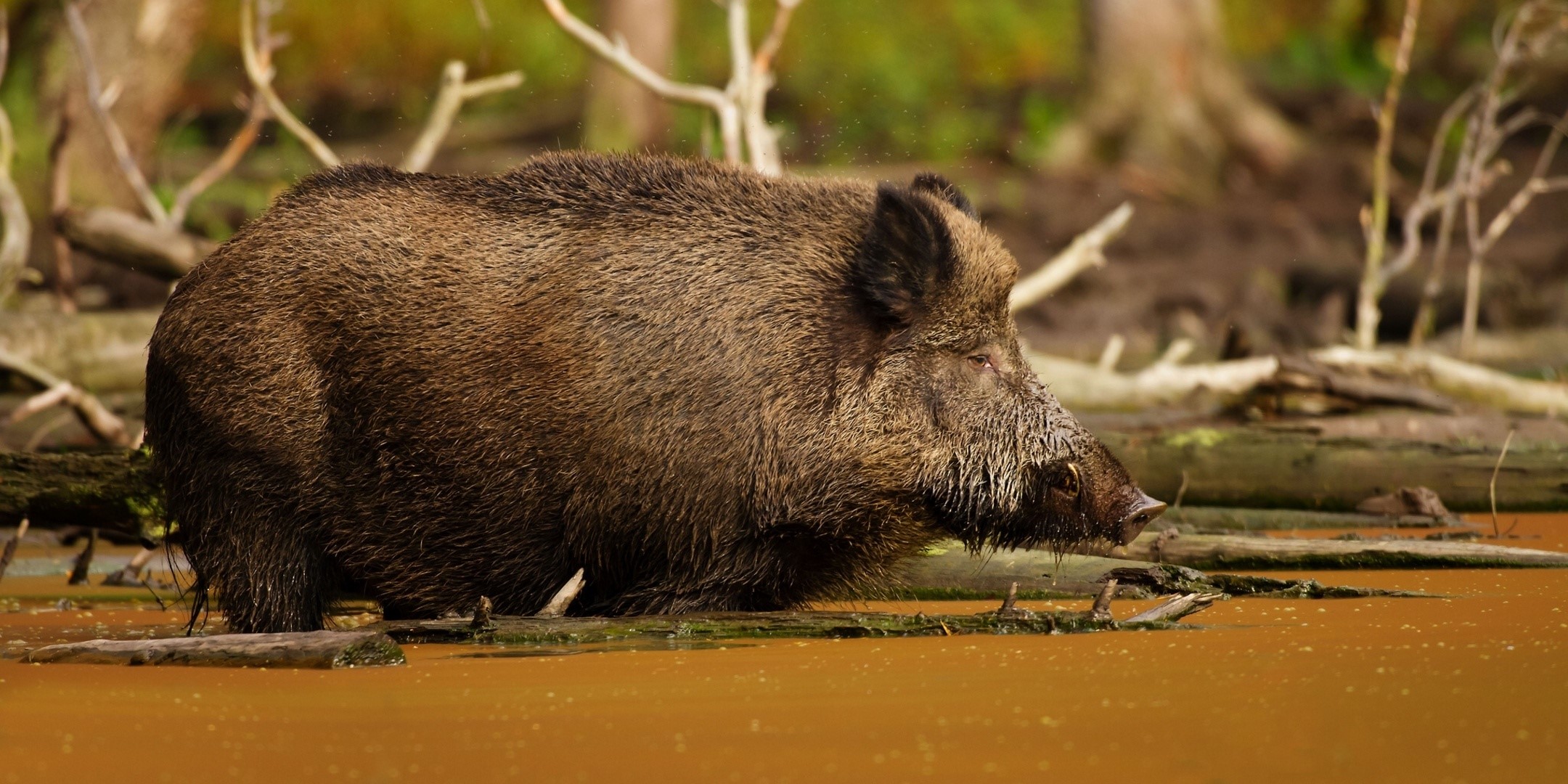 Wild boar standing in muddy water HD Wallpaper
