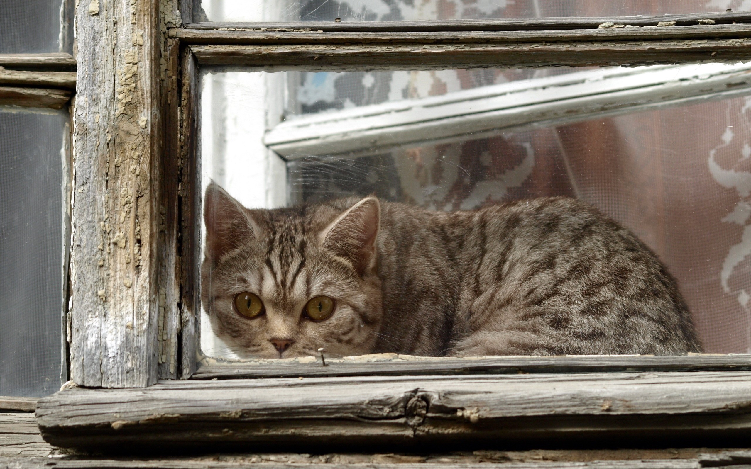 A tabby cat peeks through a weathered window HD Wallpaper