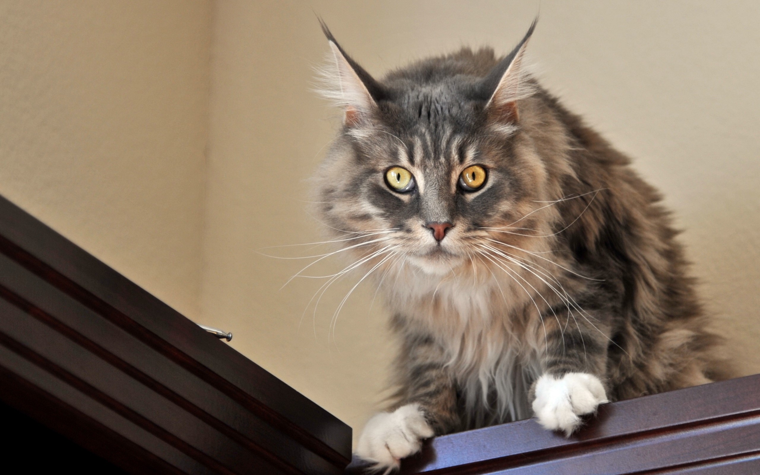 Maine Coon cat sitting on a wooden surface HD Wallpaper
