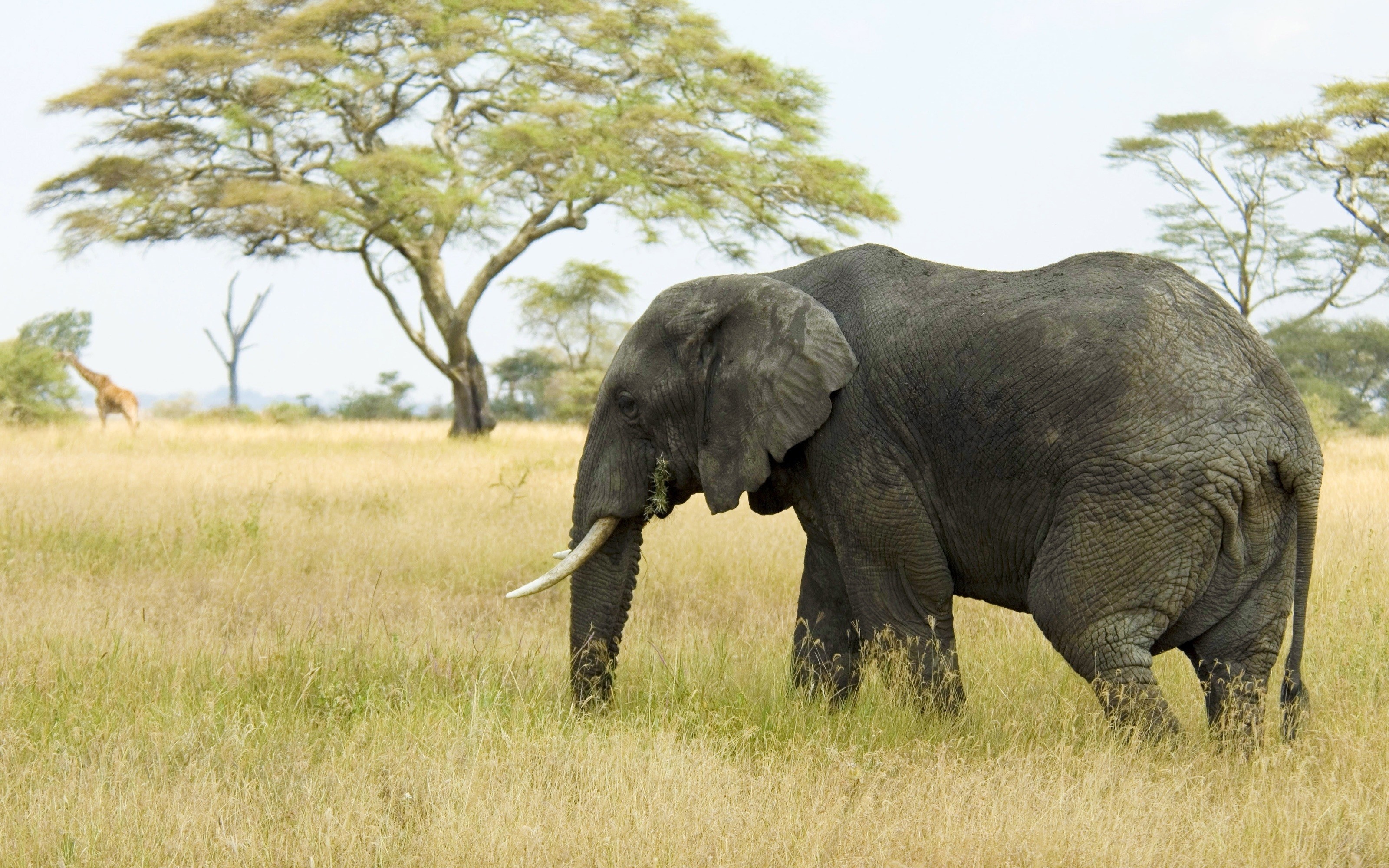 Elephant grazing in a savanna with acacia trees and a giraffe HD Wallpaper