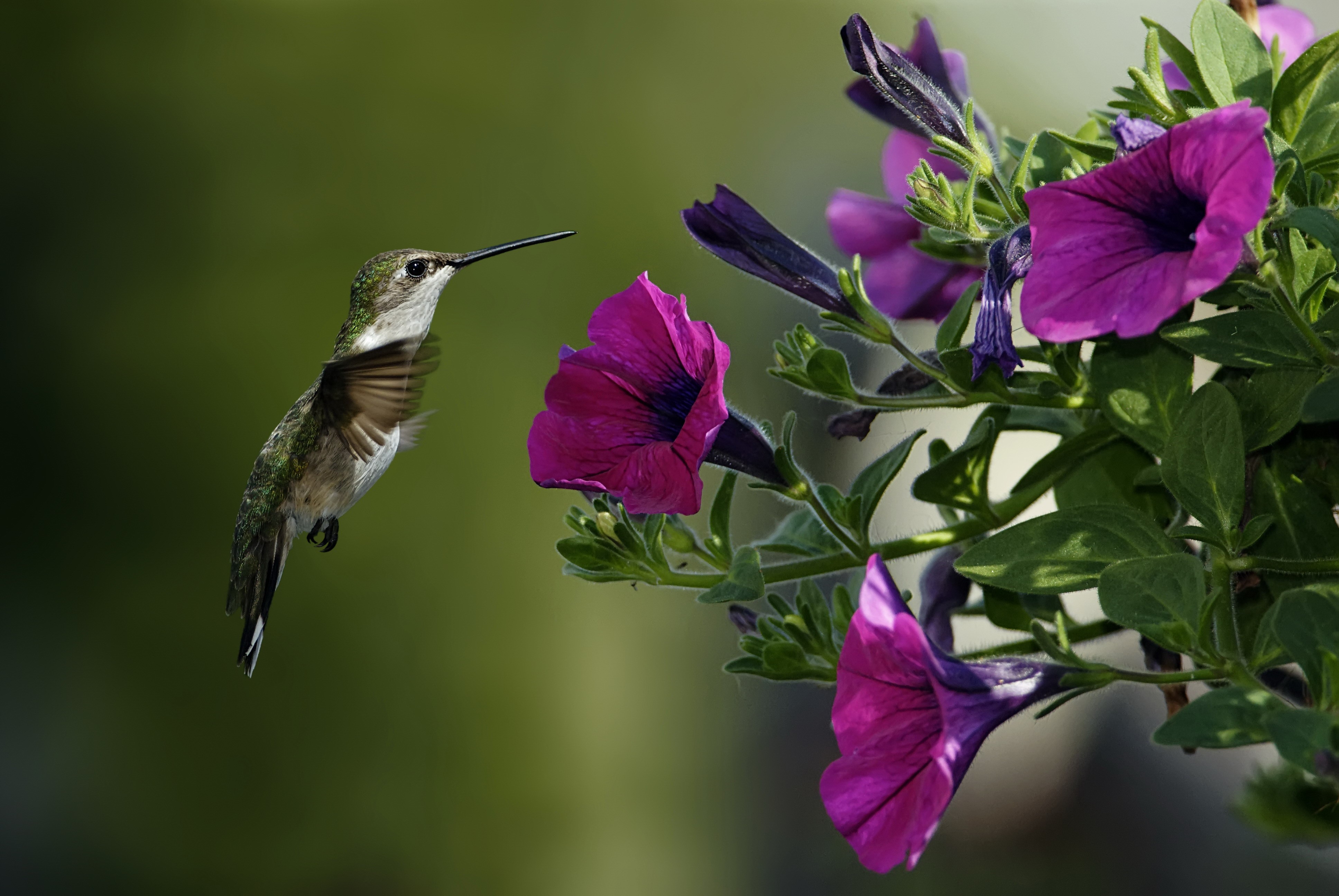 Hummingbird and Purple Flowers HD Wallpaper