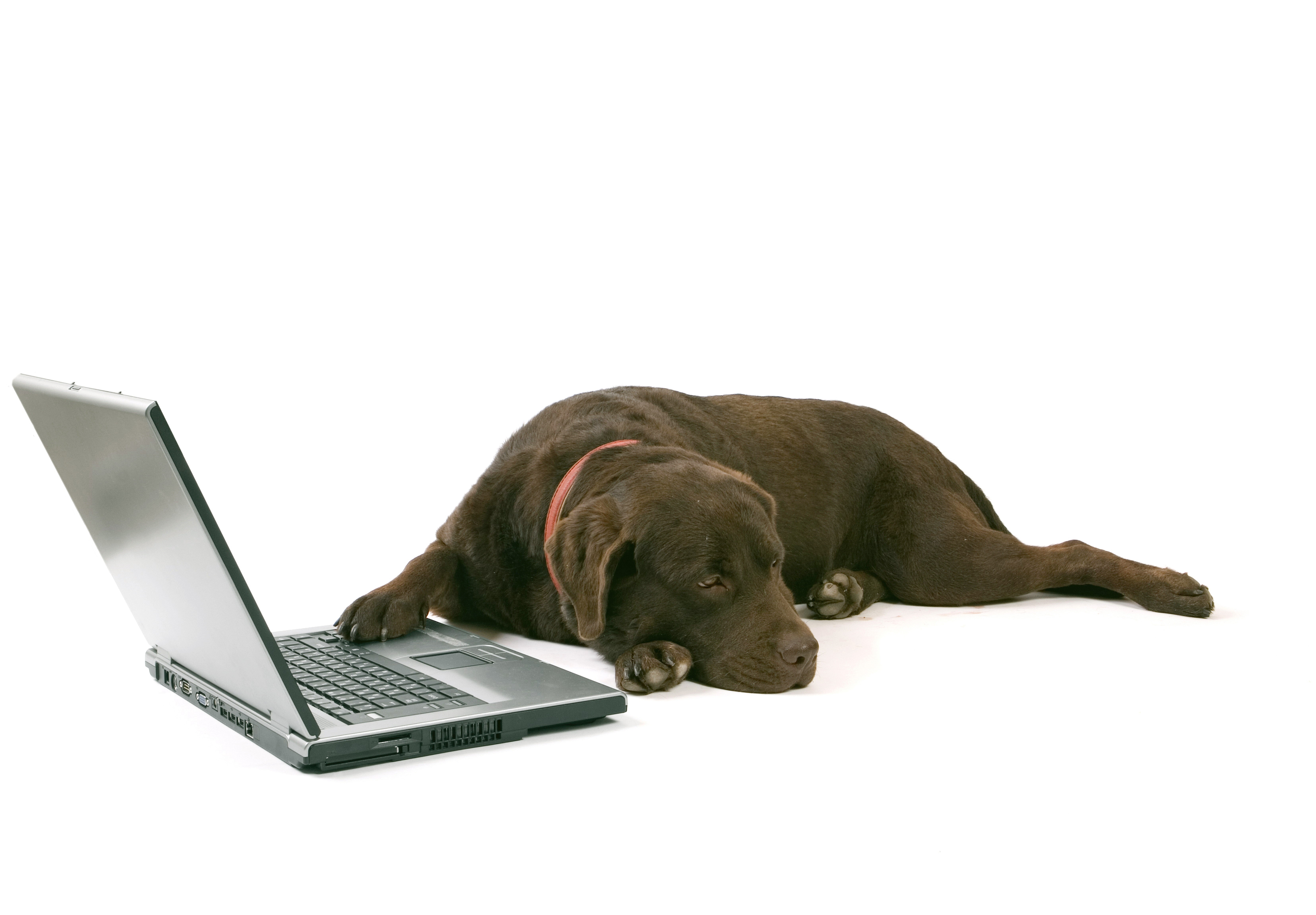 Chocolate Labrador Retriever with Laptop HD Wallpaper