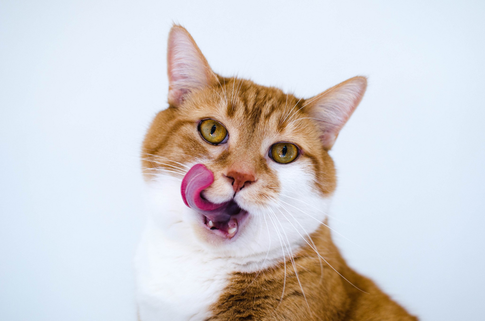 Orange tabby cat licking its nose HD Wallpaper