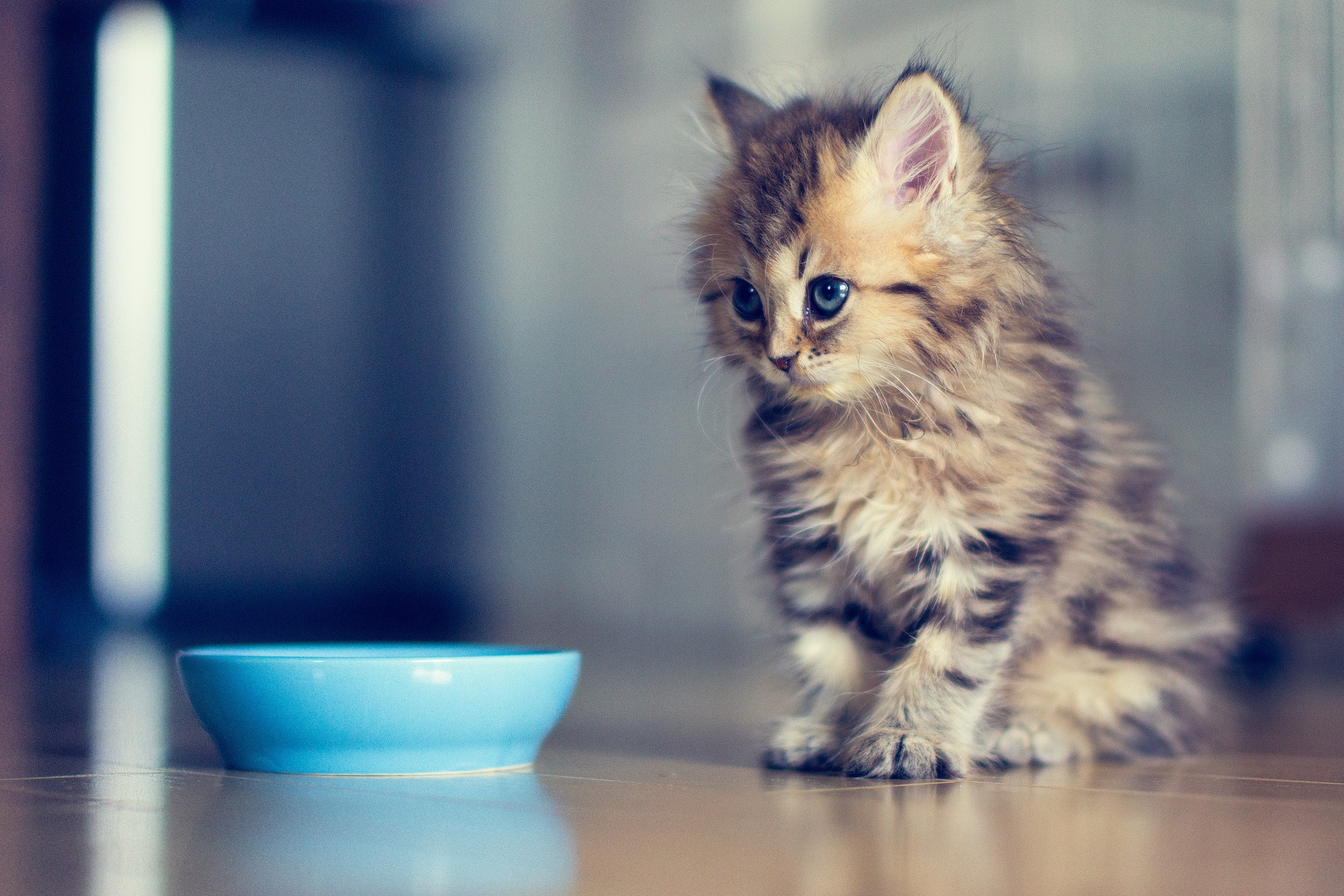 A fluffy kitten sits by a blue bowl HD Wallpaper