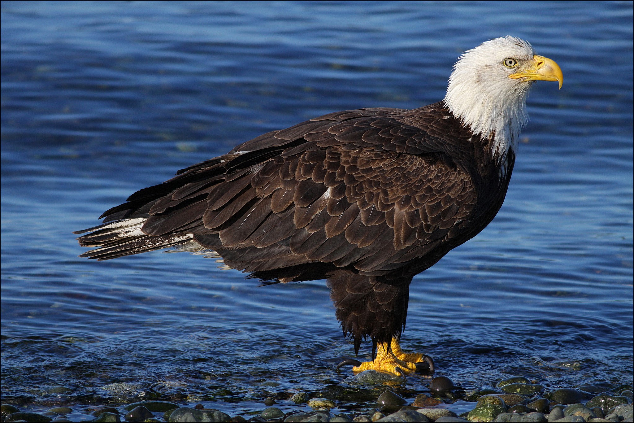 Bald Eagle standing on a rocky shore by the water HD Wallpaper