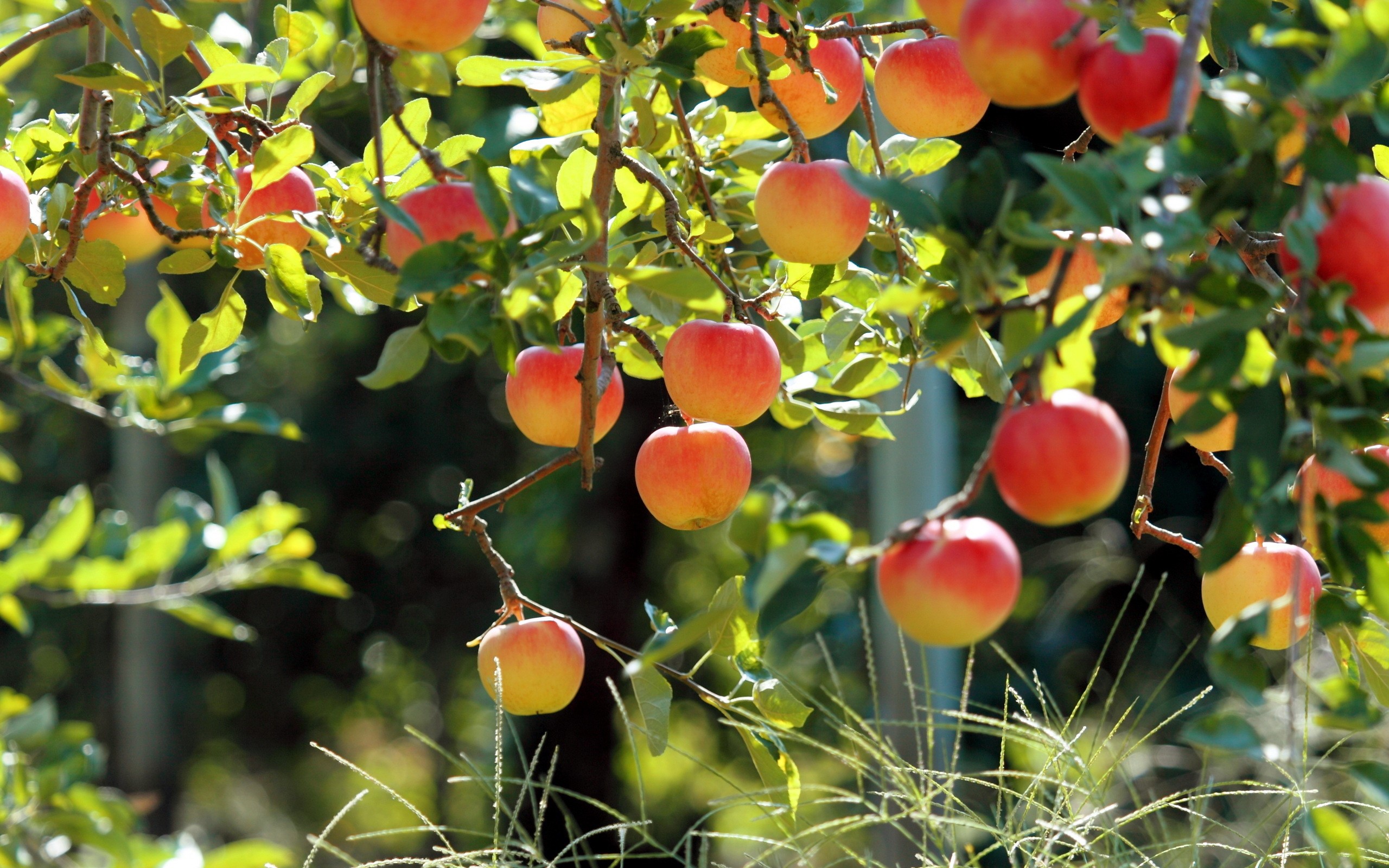 Apples on a tree branch HD Wallpaper