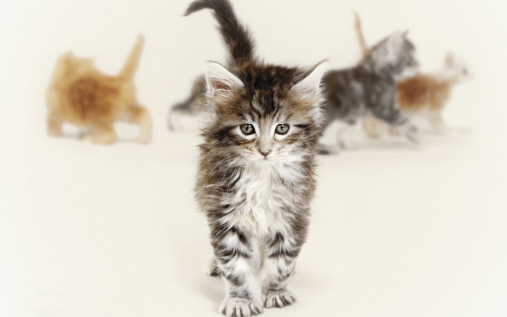 Four kittens playing on a white background HD Wallpaper