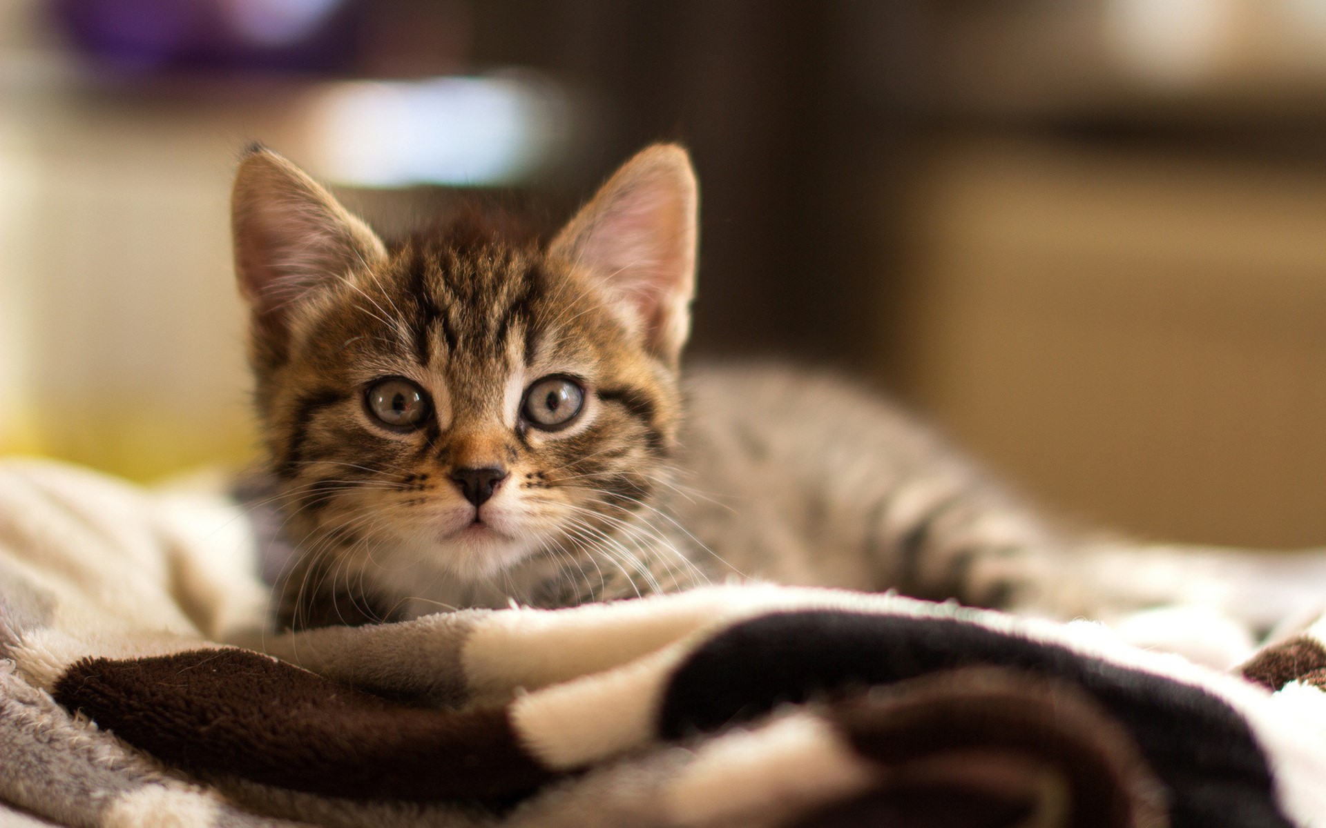 A tabby kitten lying on a blanket HD Wallpaper
