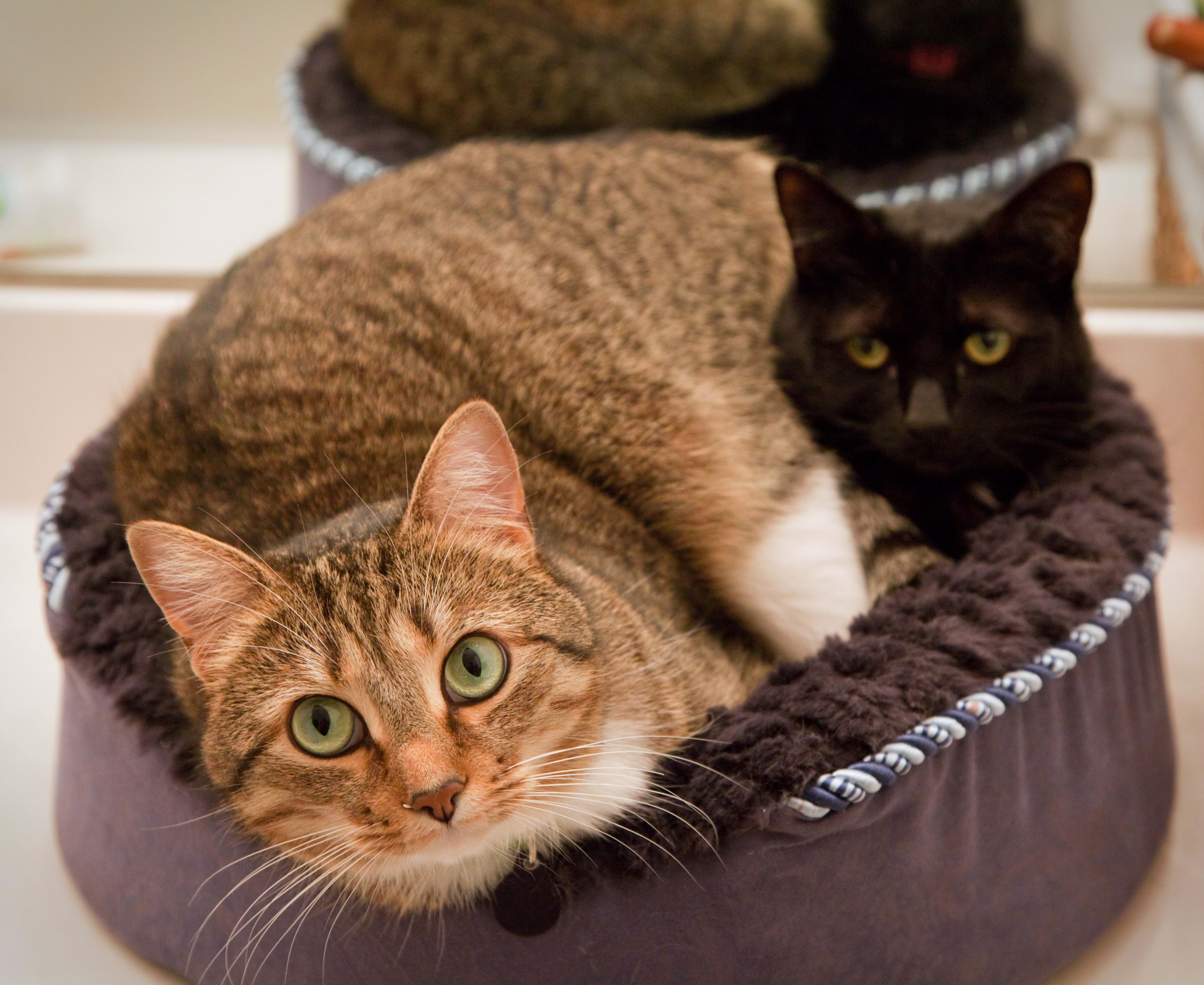 Two cats in a bed HD Wallpaper