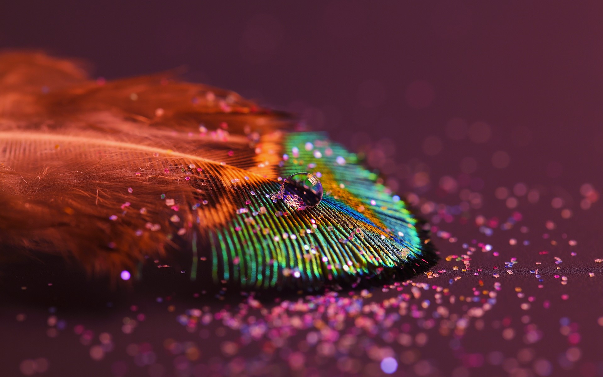 Peacock feather with water droplet and glitter HD Wallpaper