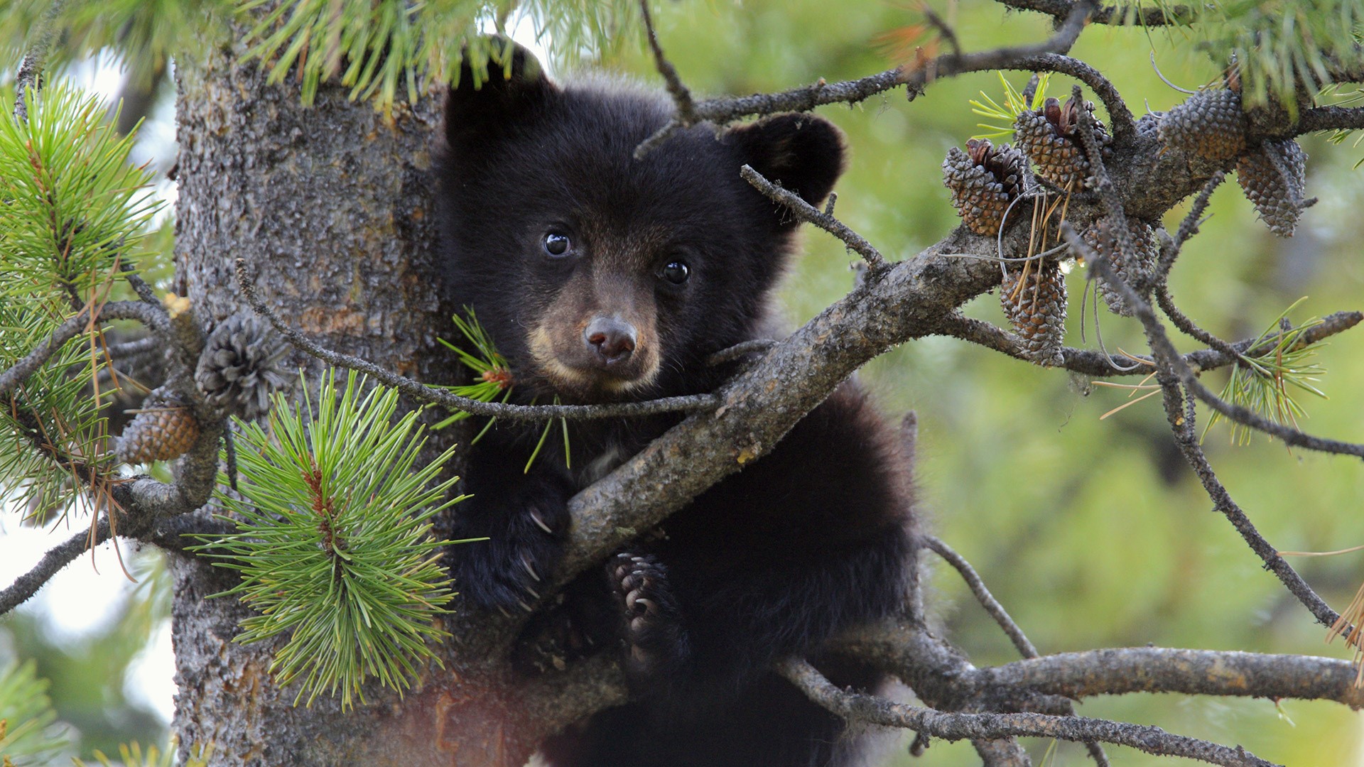 Black bear cub sitting on a tree branch HD Wallpaper