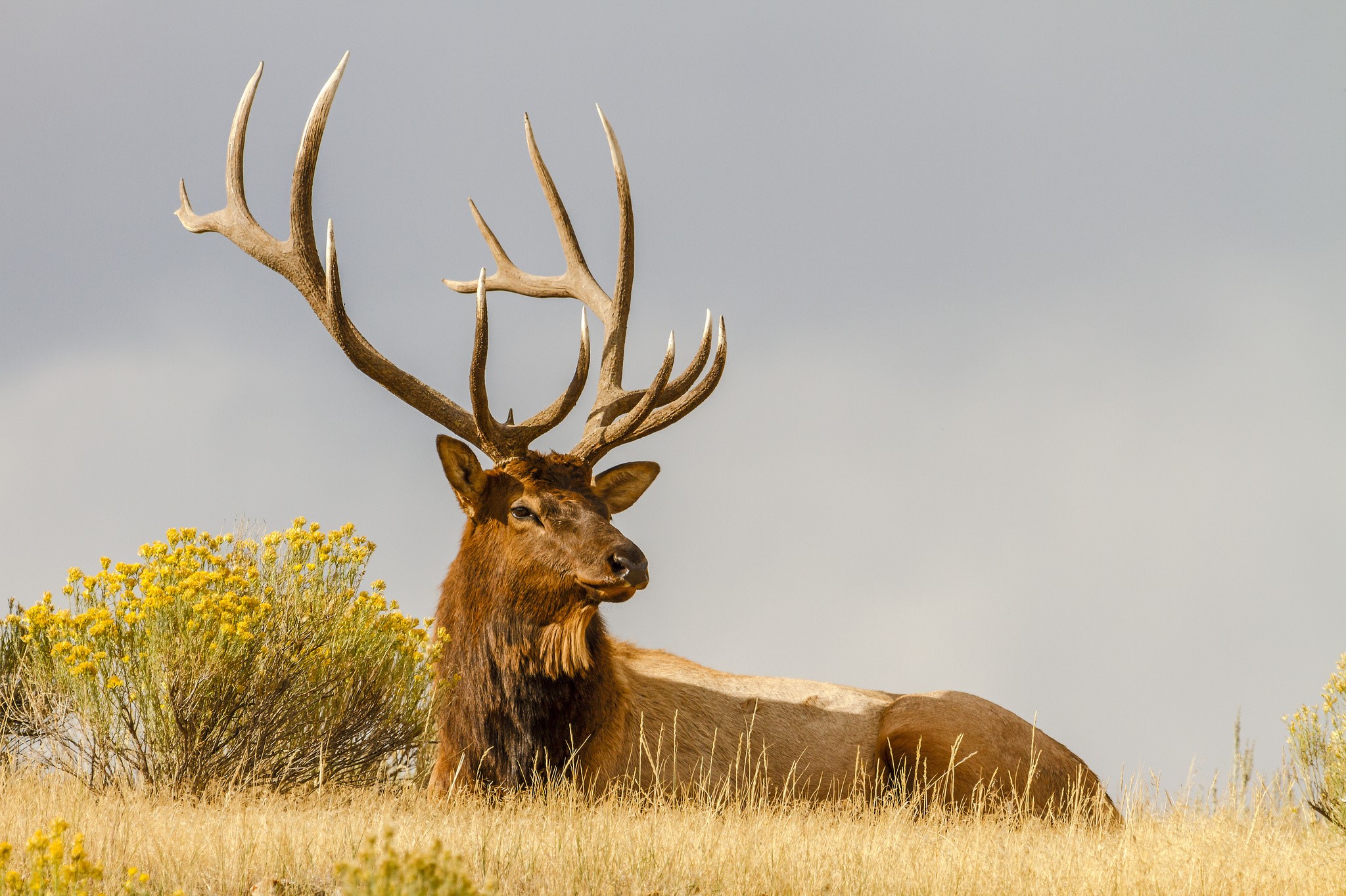 Elk with large antlers lying in a field HD Wallpaper