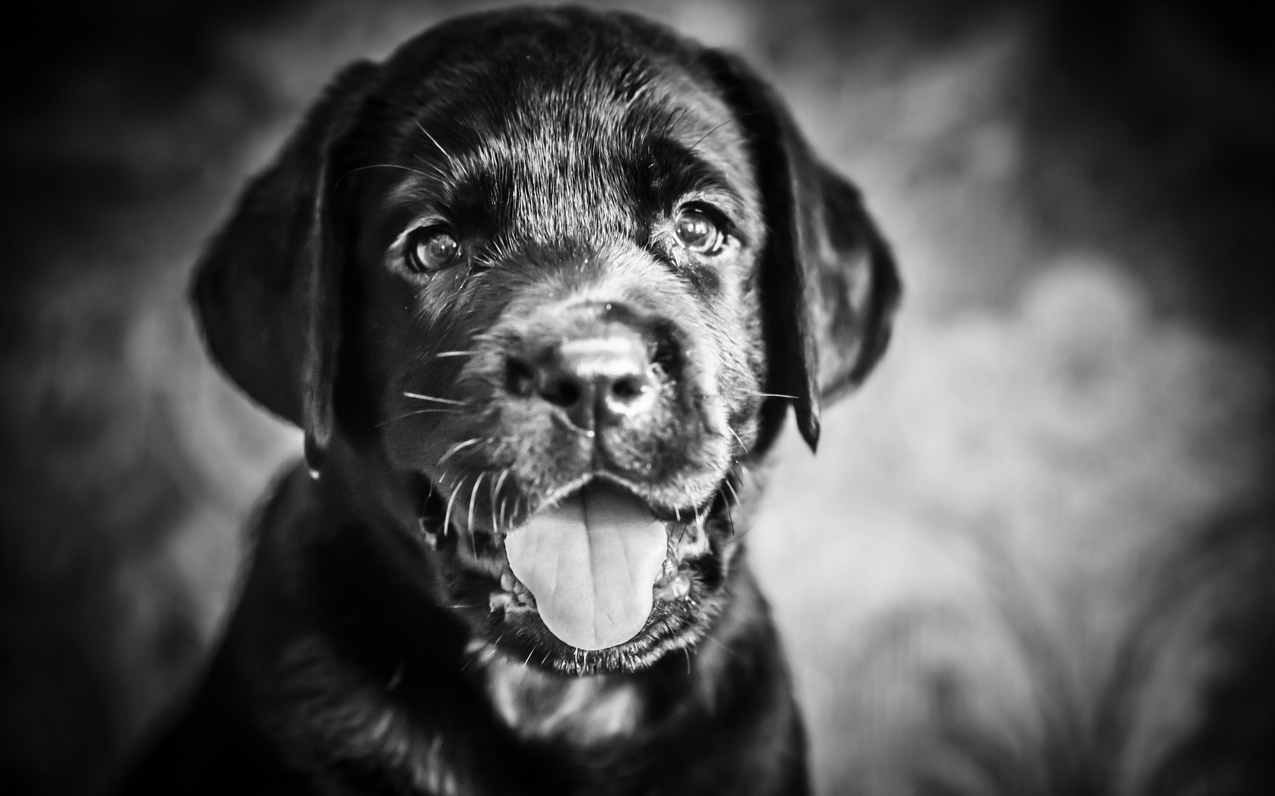 Black Labrador Retriever Puppy HD Wallpaper