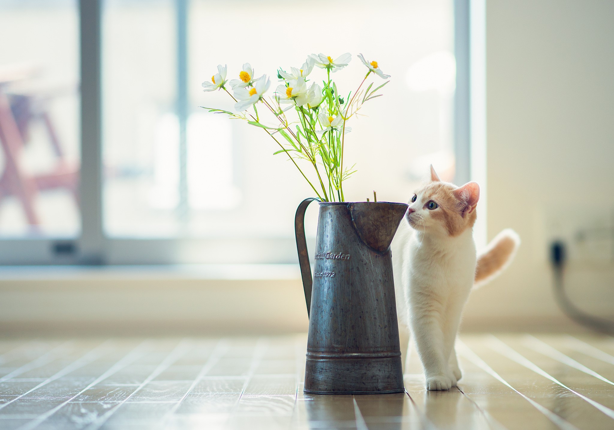 Kitten sniffing flowers in a vase HD Wallpaper
