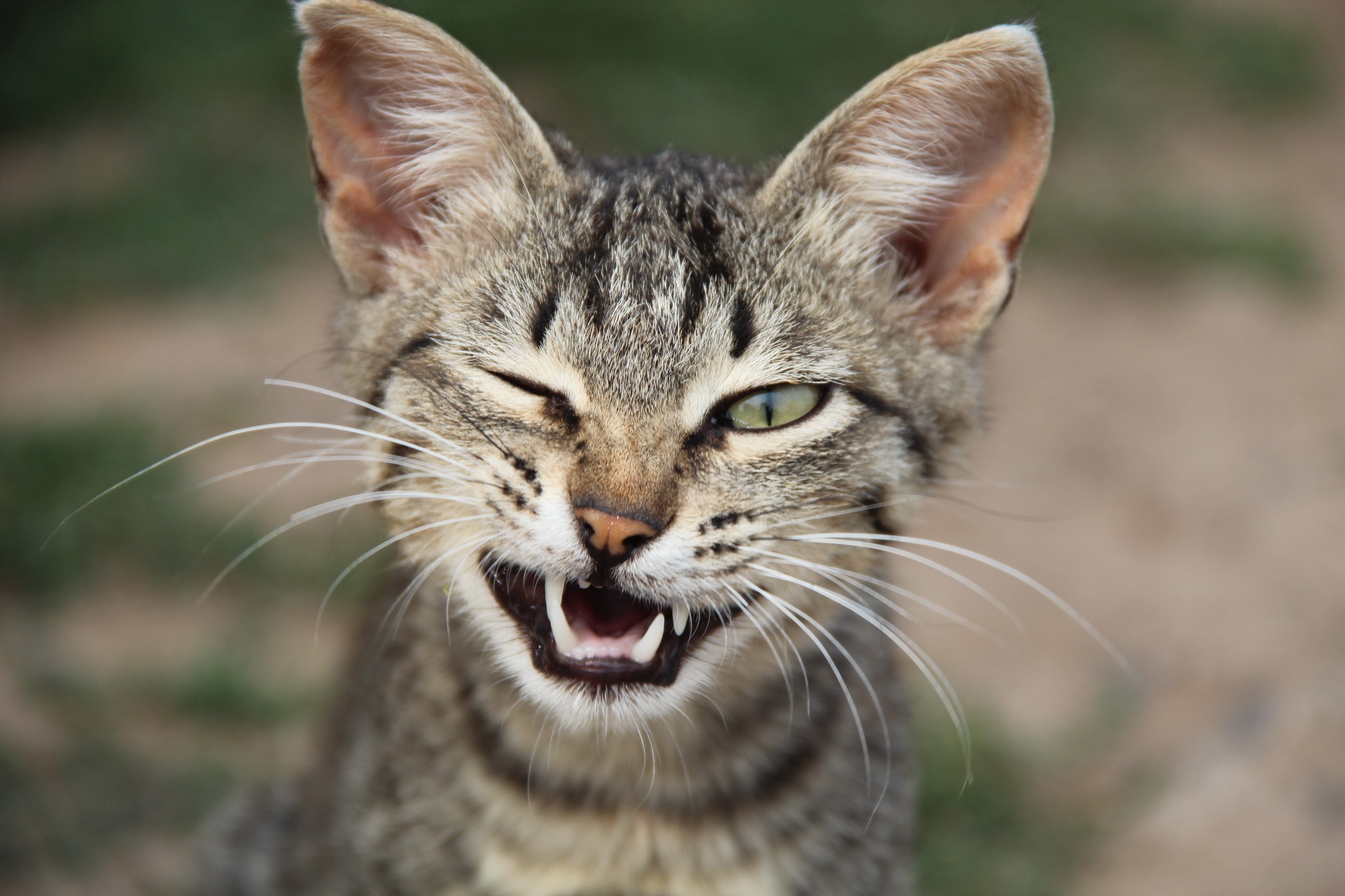 Close-up of a tabby cat winking and yawning HD Wallpaper