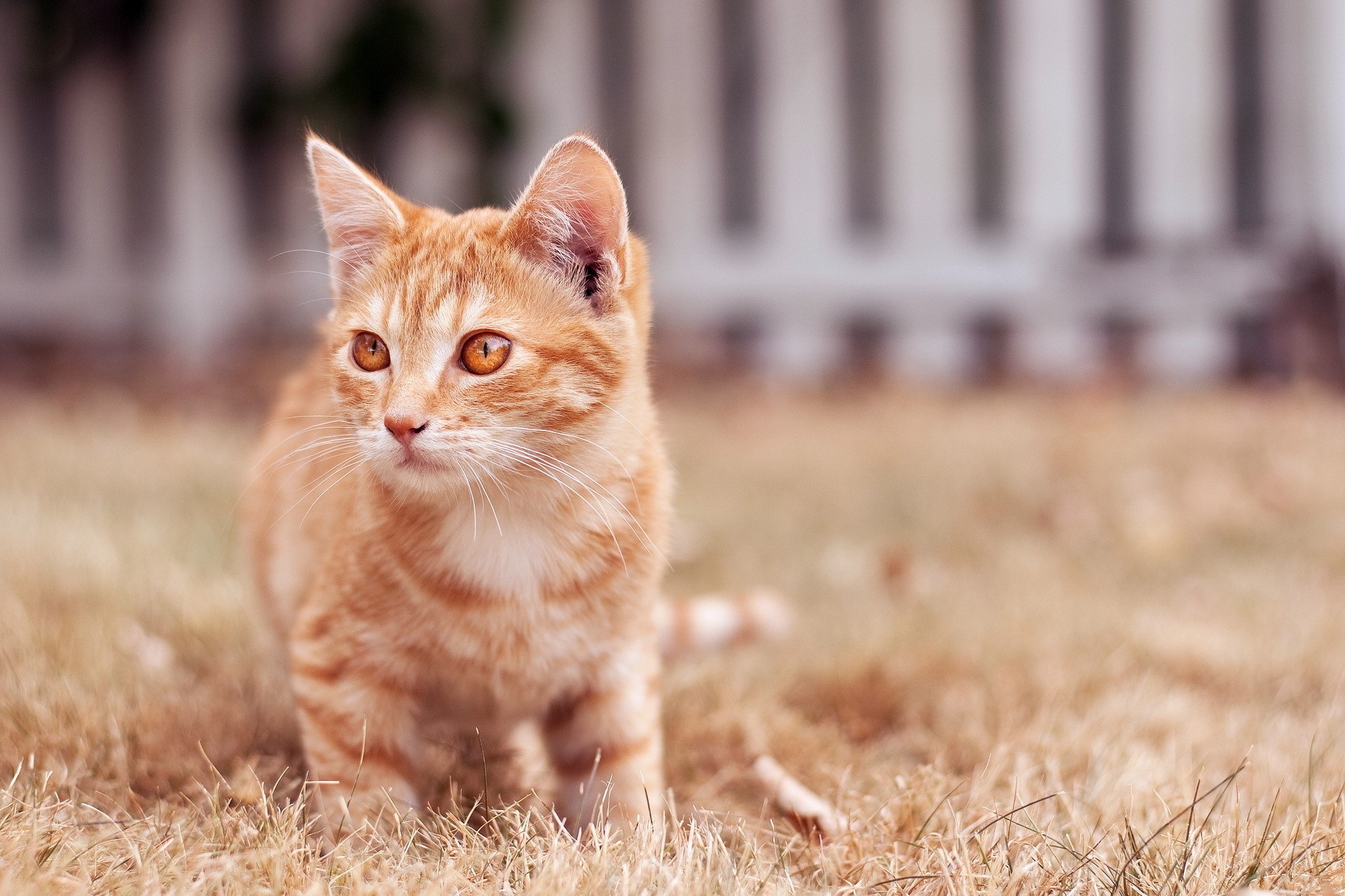 Orange tabby kitten sitting in dry grass HD Wallpaper