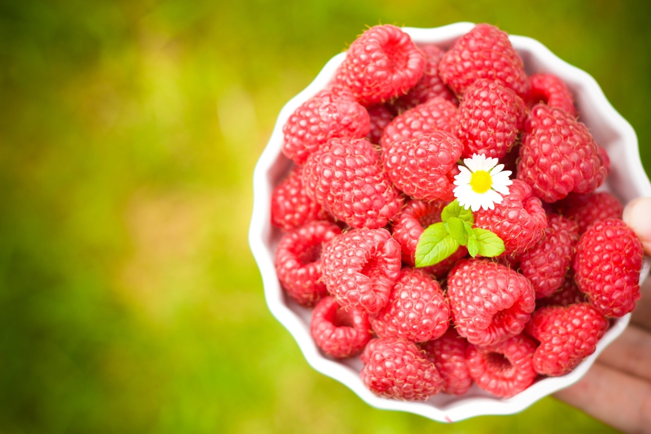 Bowl of fresh raspberries with a daisy and mint HD Wallpaper