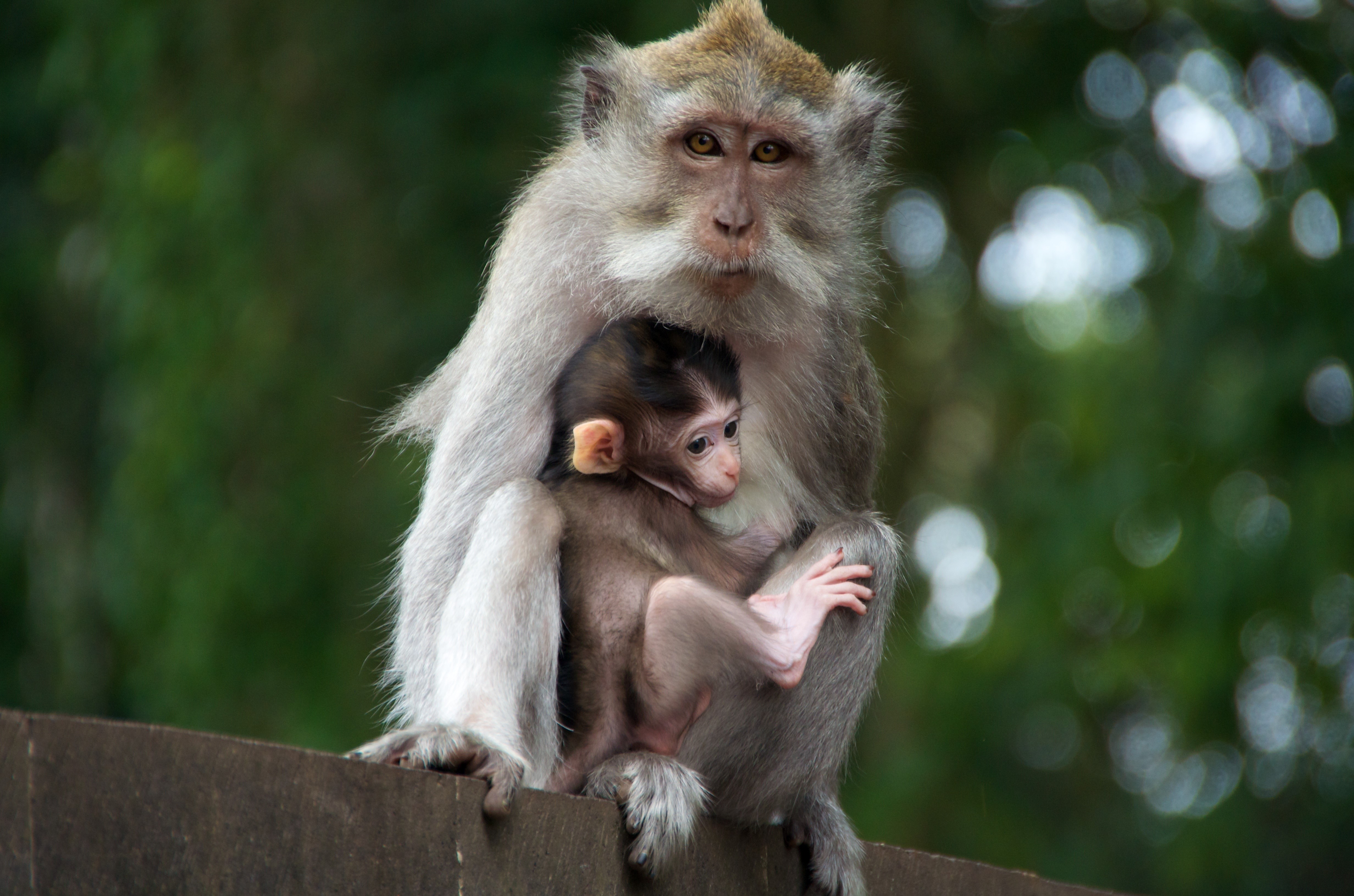 Mother and baby monkey sitting on a ledge HD Wallpaper