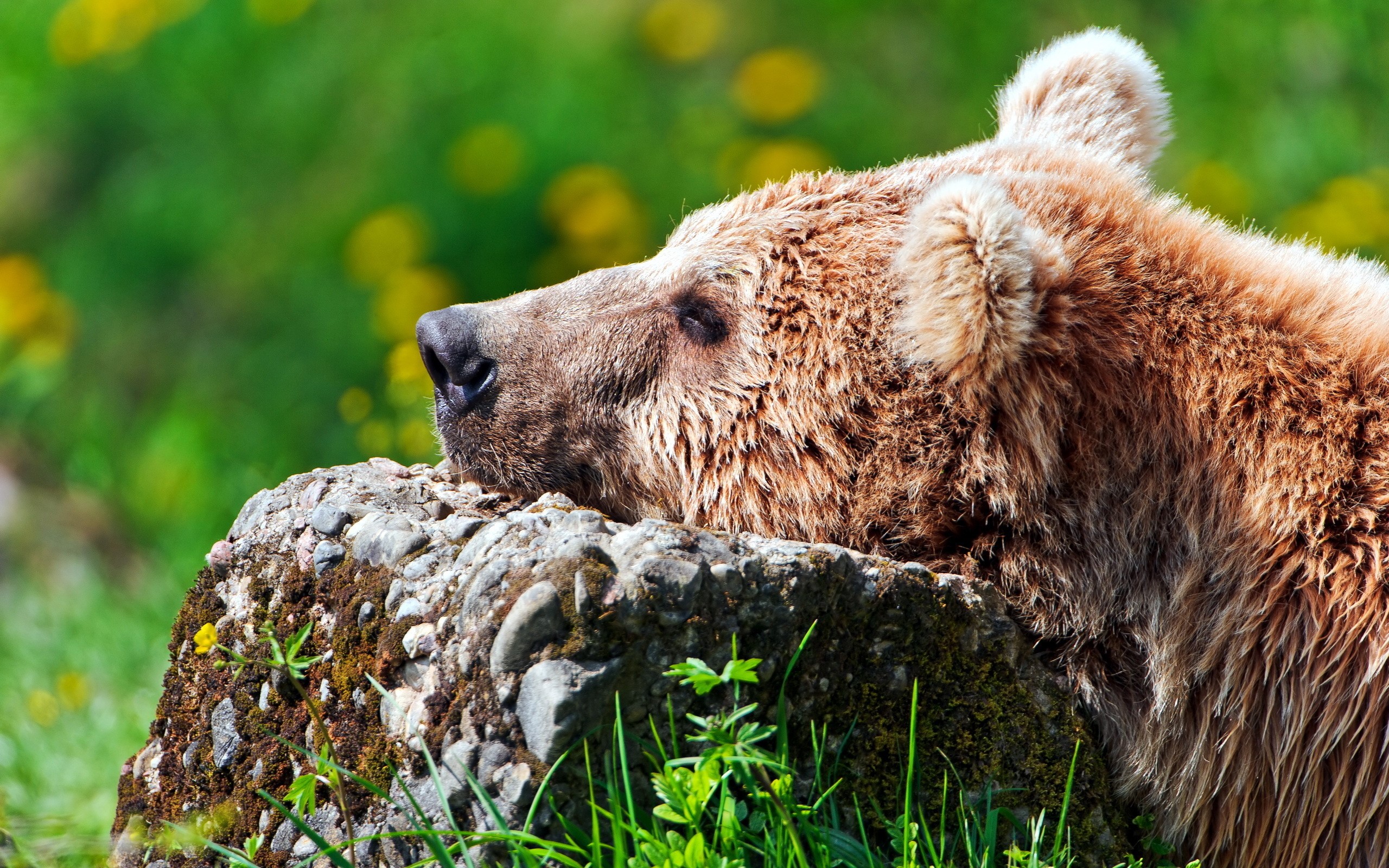 Brown bear resting on a rock HD Wallpaper