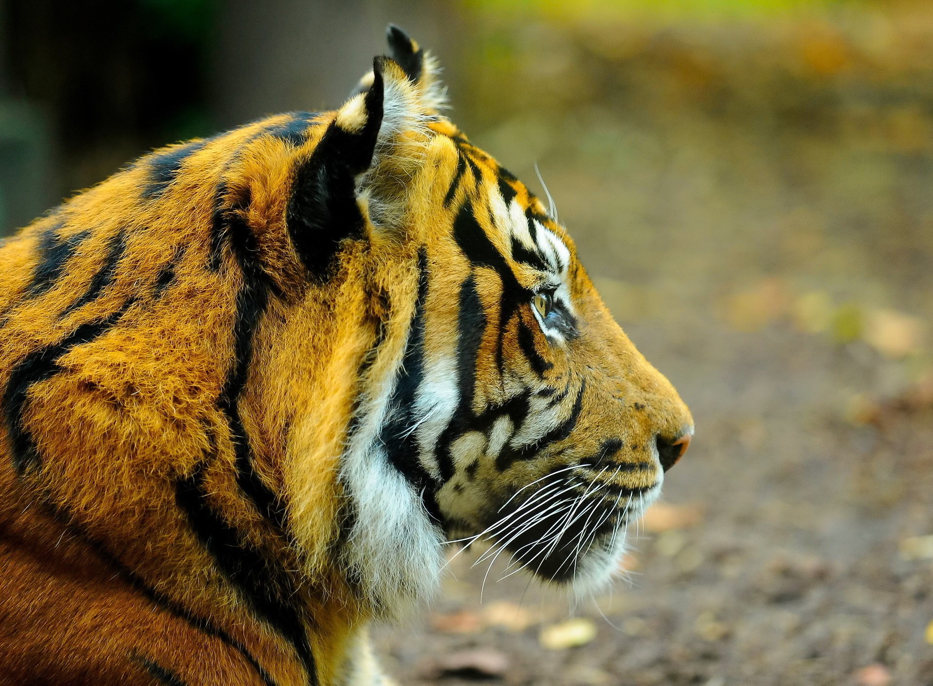 Tiger profile HD Wallpaper