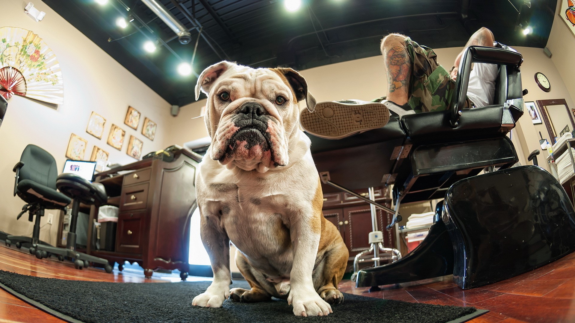 Bulldog in a tattoo parlor with a client HD Wallpaper