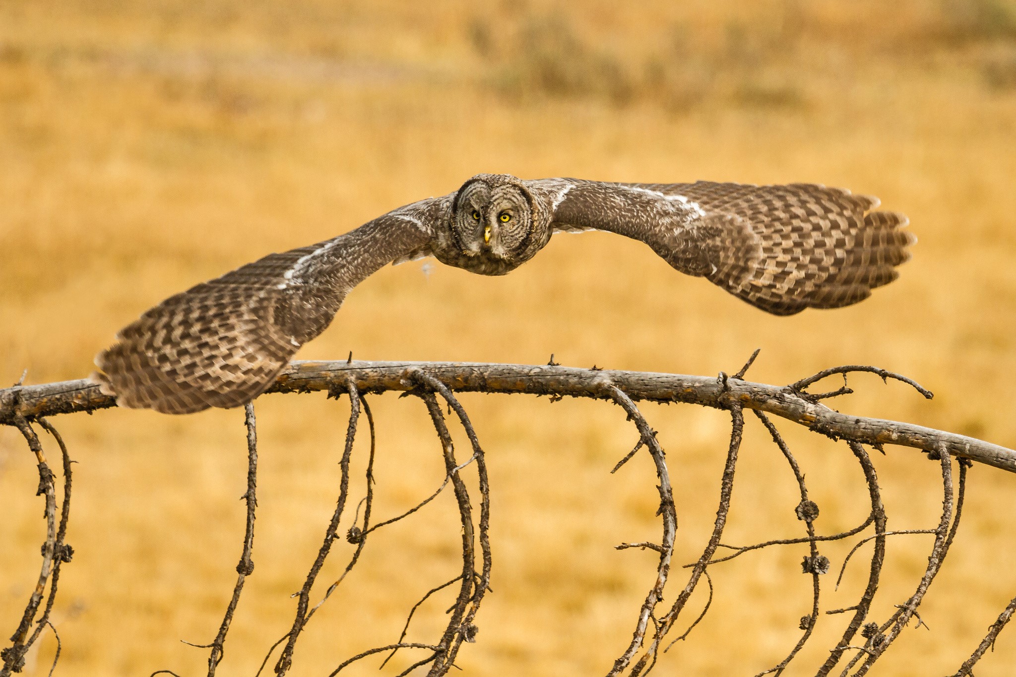 Great Gray Owl in flight over a branch HD Wallpaper