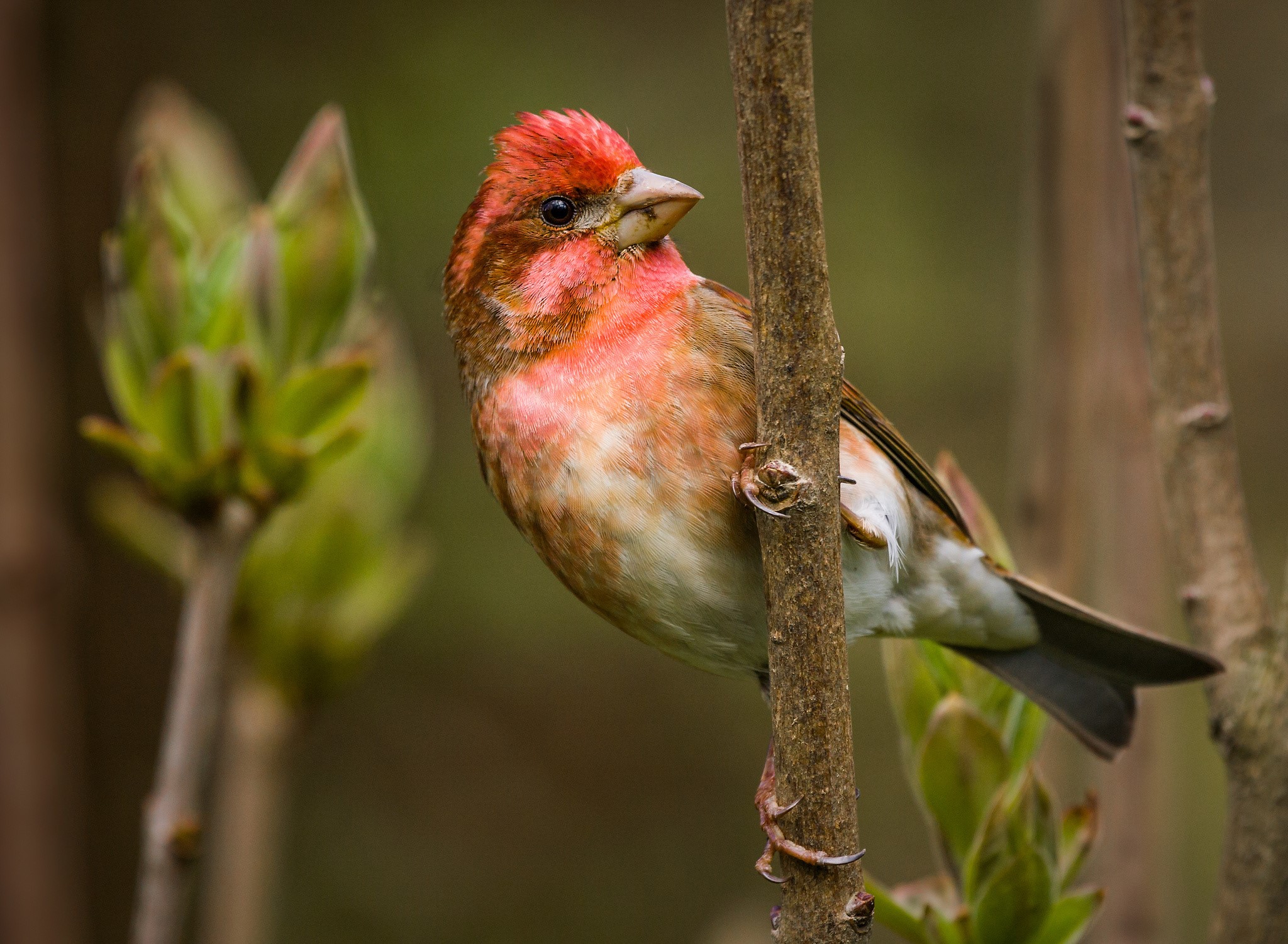 Male House Finch perched on a branch HD Wallpaper
