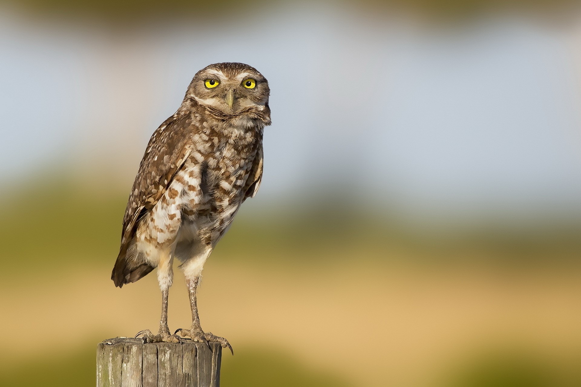 Burrowing owl perched on a wooden post HD Wallpaper