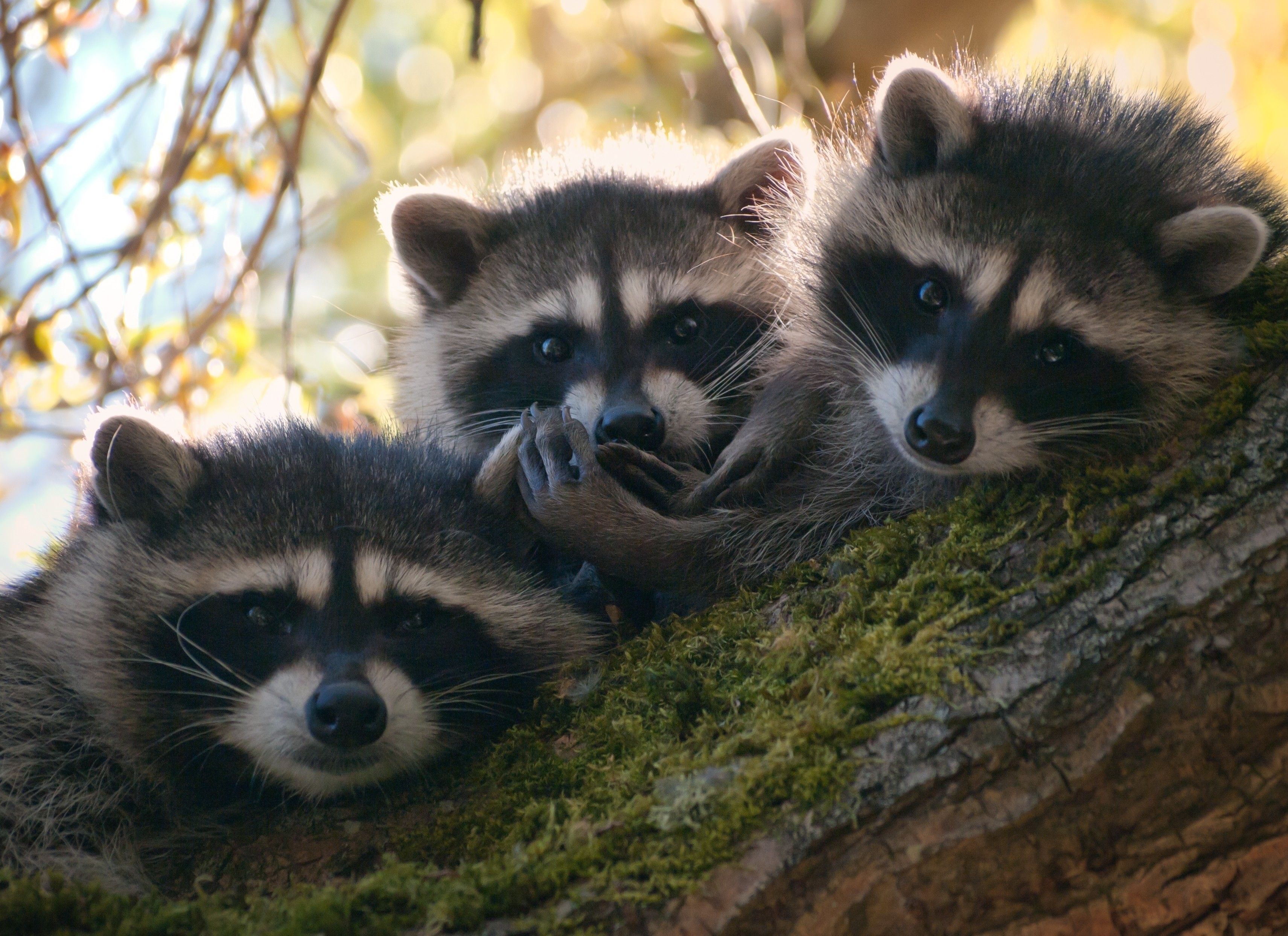 Three Baby Raccoons In A Tree Hd Wallpaper Rare Gallery