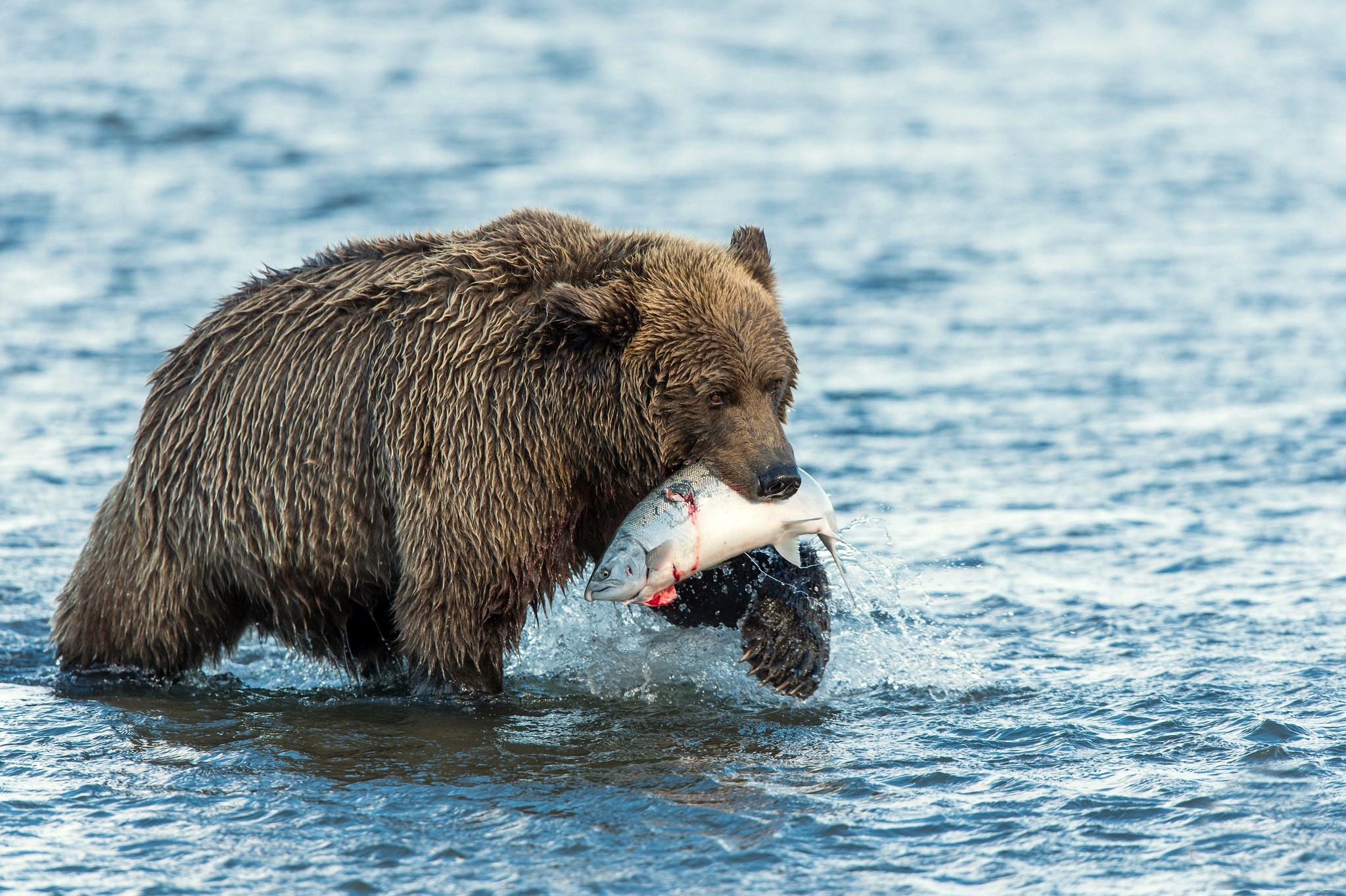 Brown bear fishing for salmon in a river HD Wallpaper
