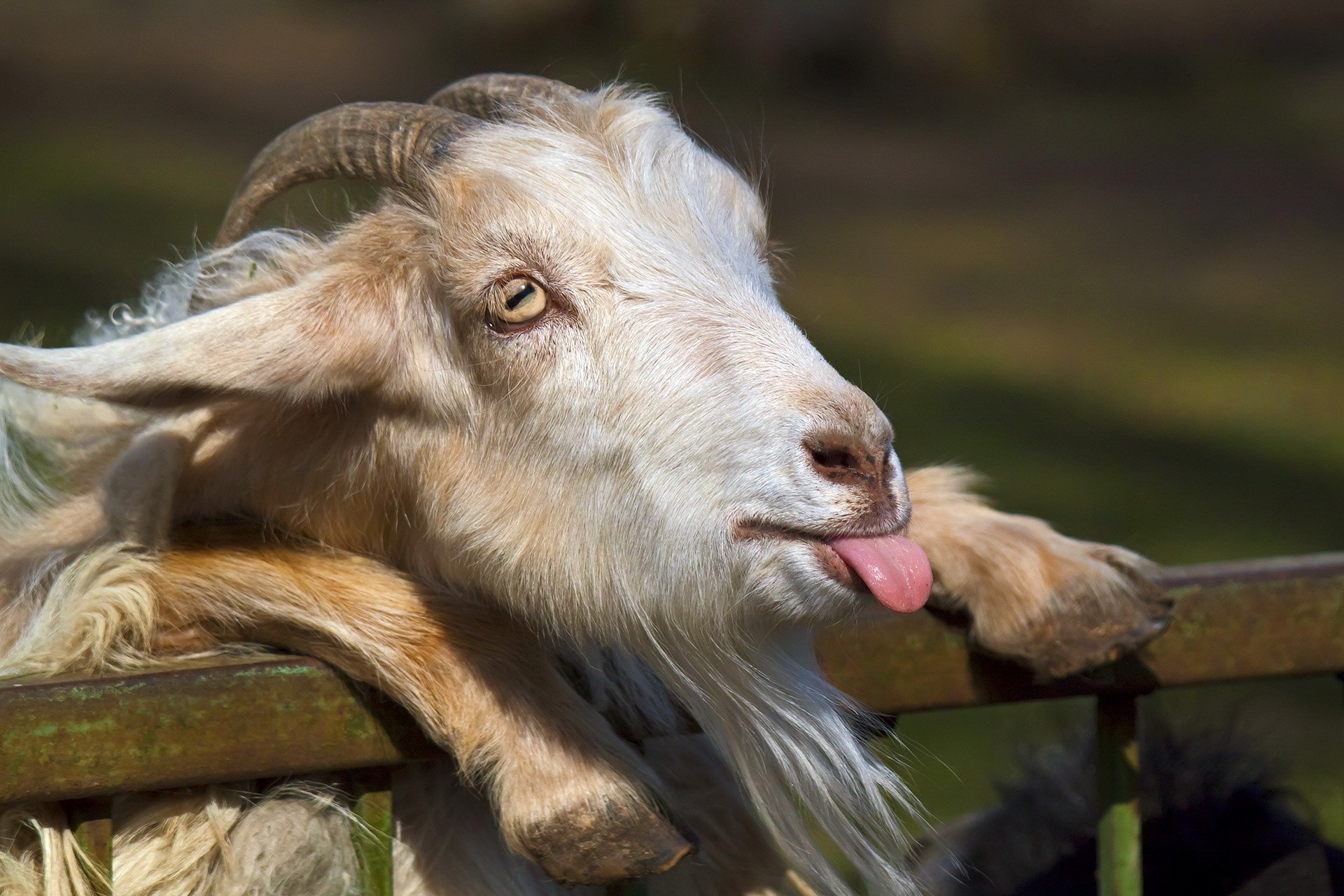 Goat sticking its tongue out over a fence HD Wallpaper