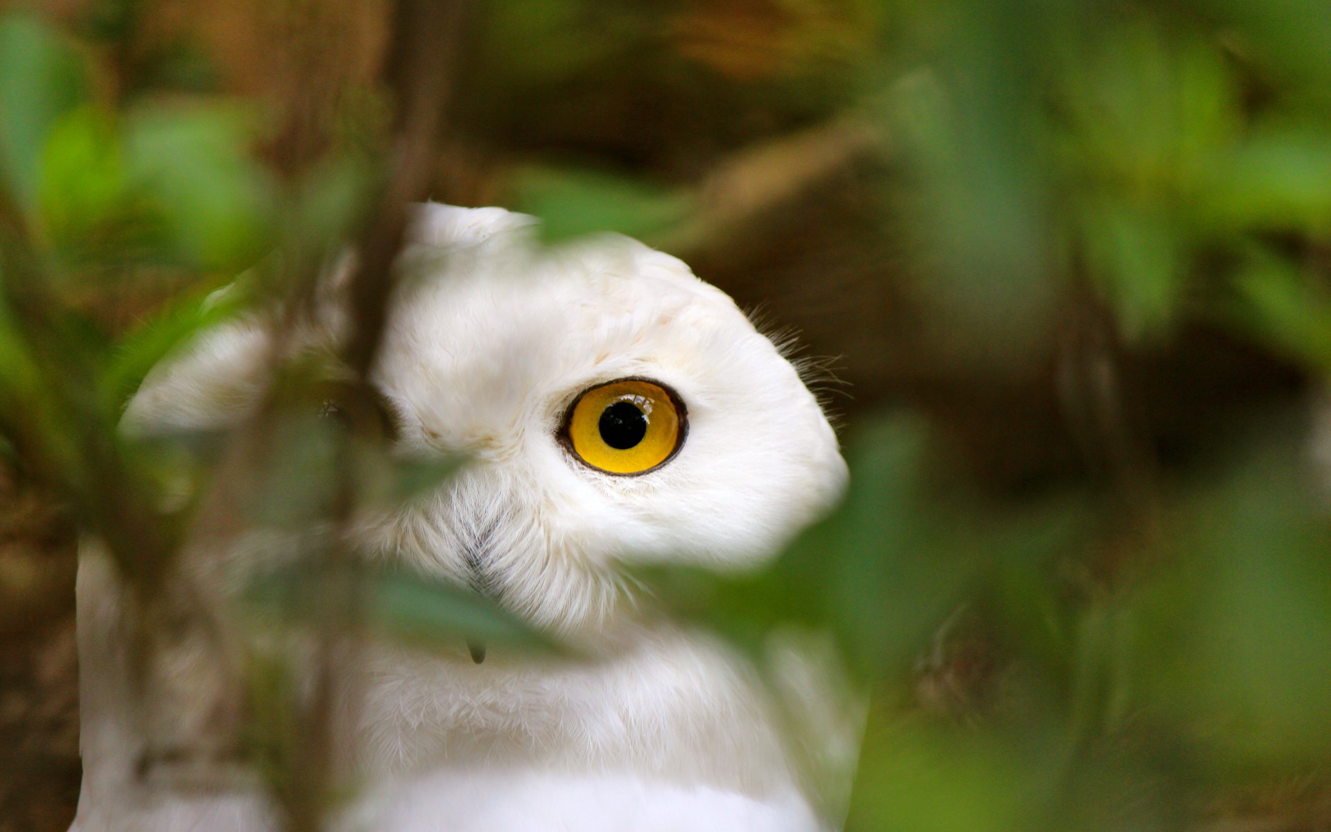 Close-up of a white owl's face with yellow eyes HD Wallpaper