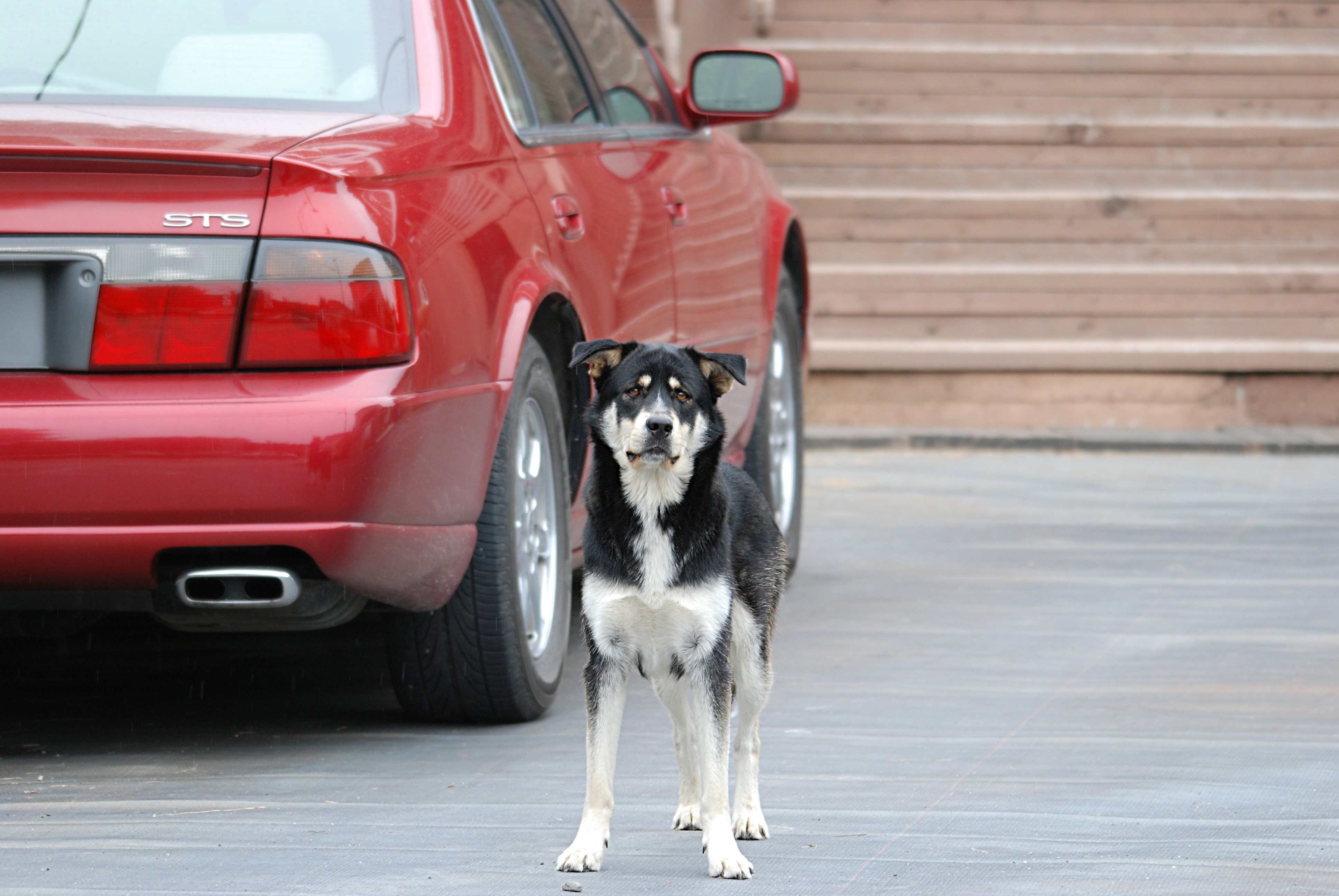 Dog standing next to a red car HD Wallpaper