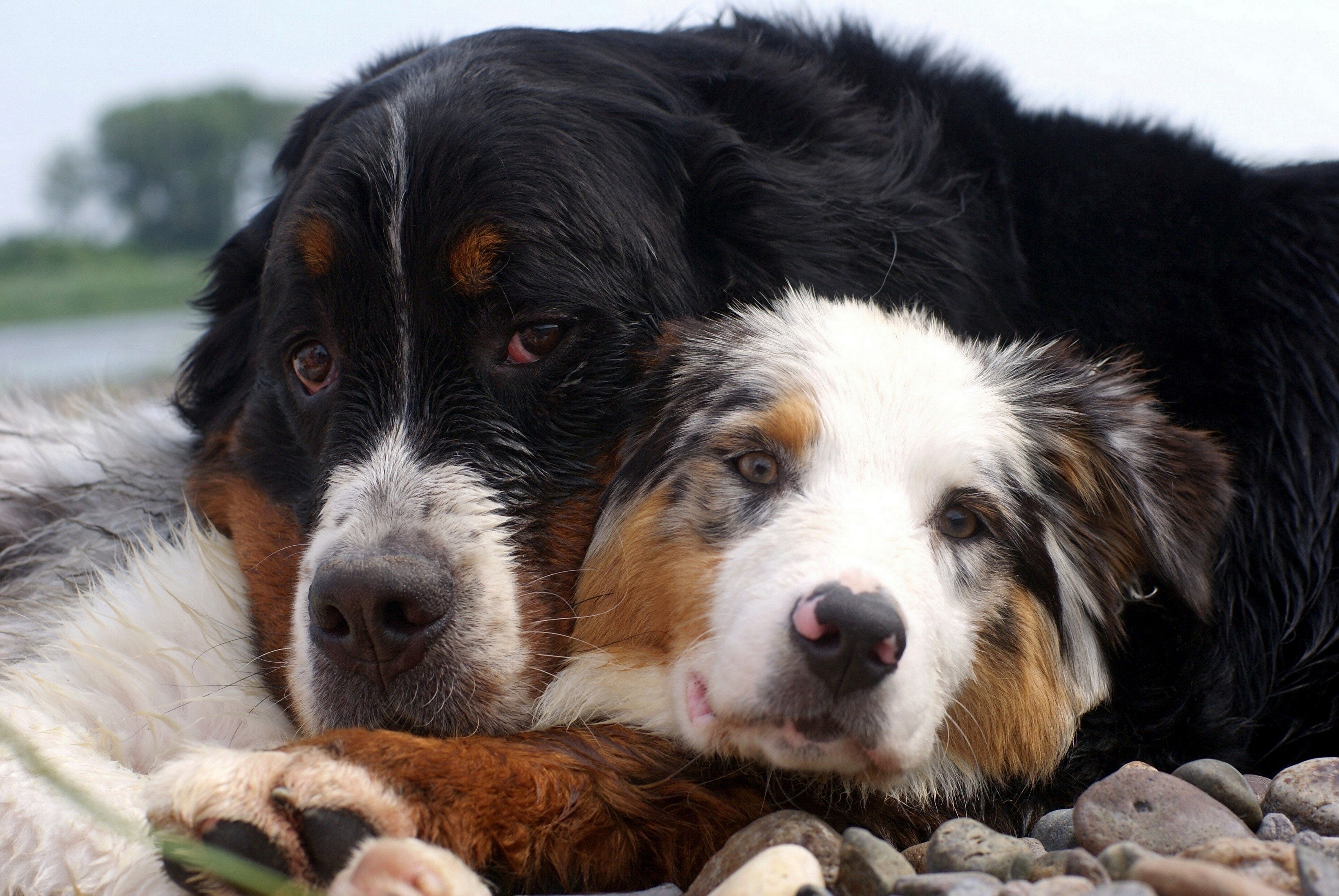 Two dogs, Bernese Mountain Dog and Australian Shepherd, cuddling HD Wallpaper
