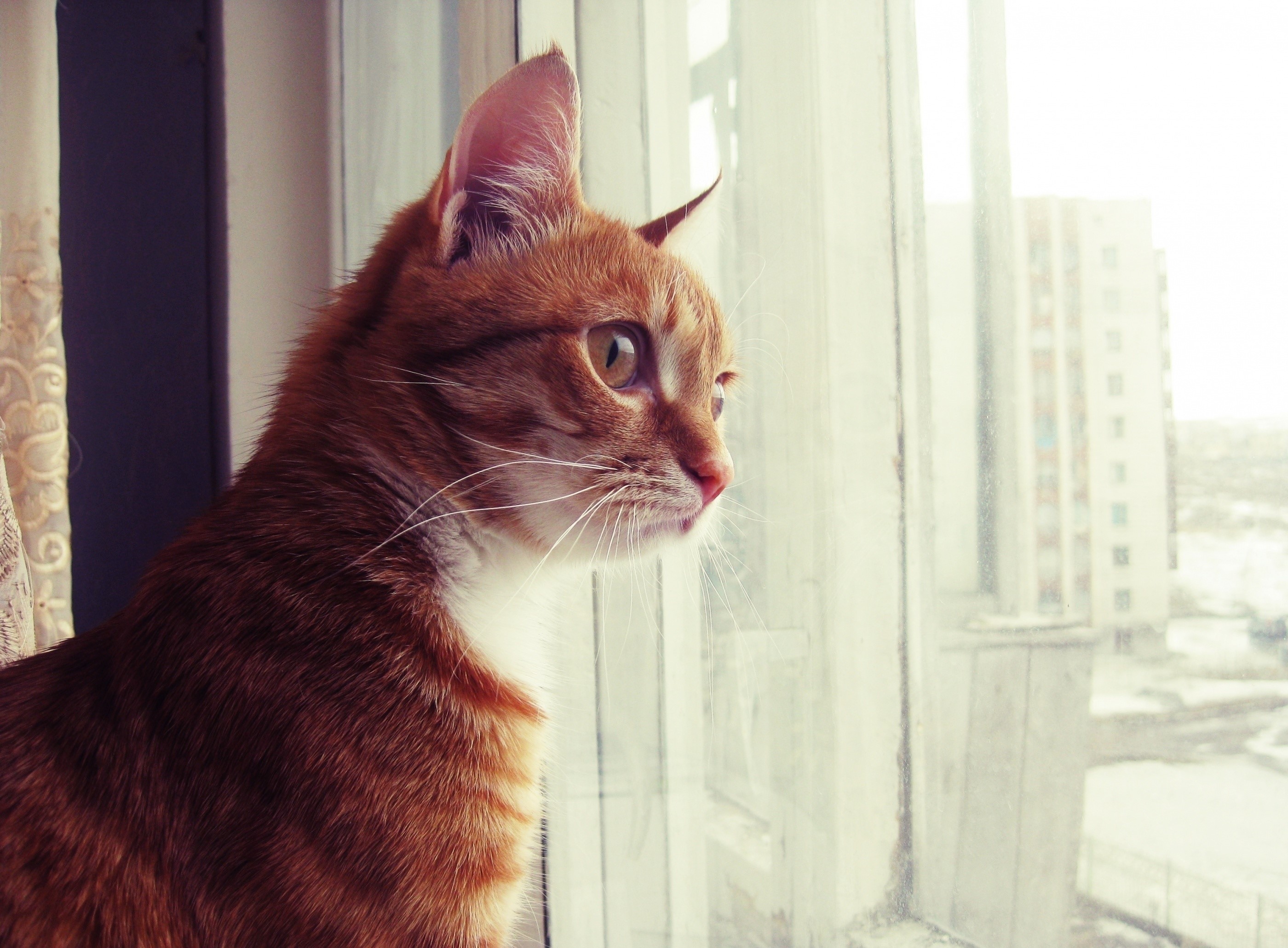 Orange tabby cat looking out a window HD Wallpaper