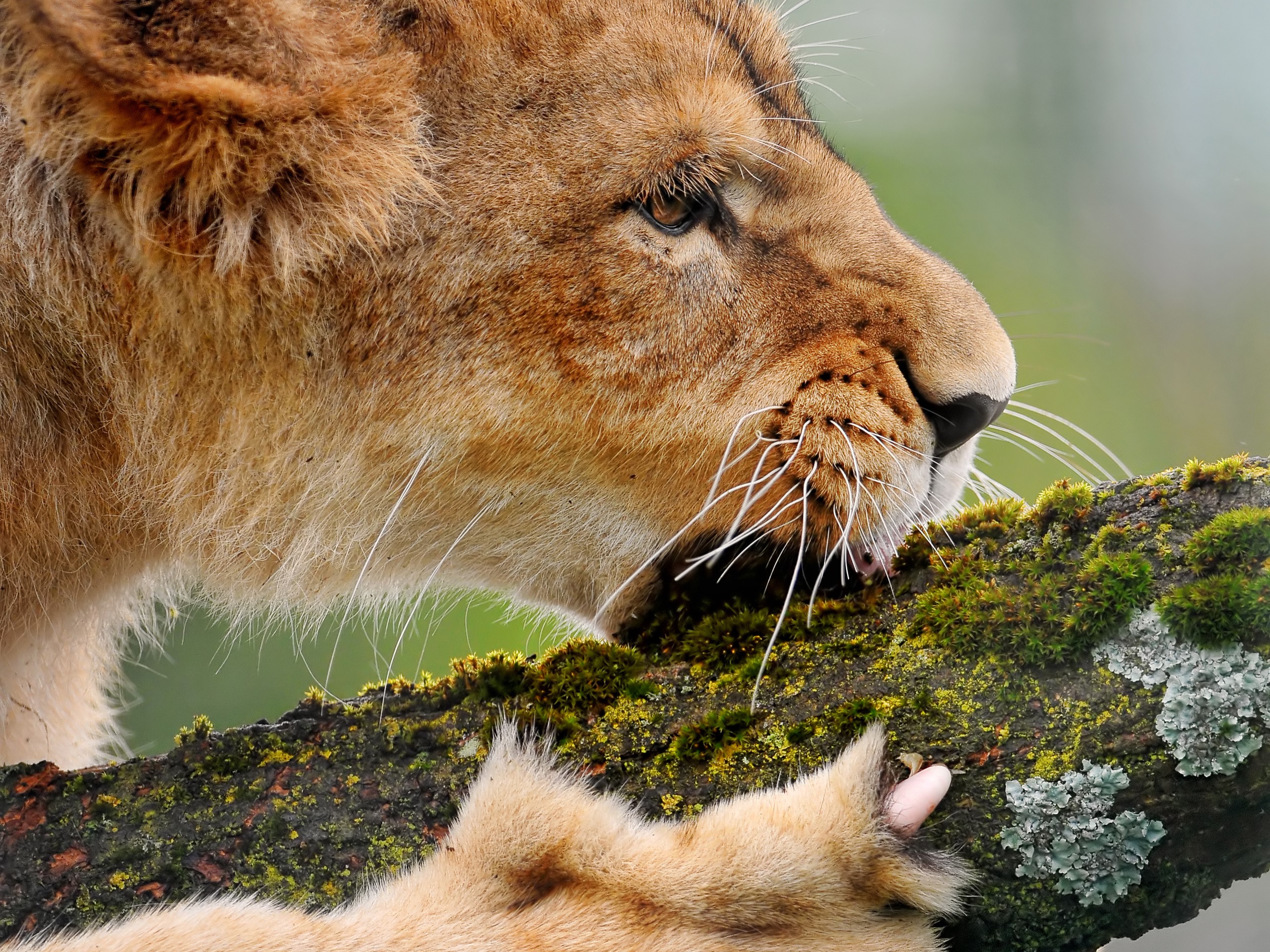 Lion cub on a mossy branch HD Wallpaper