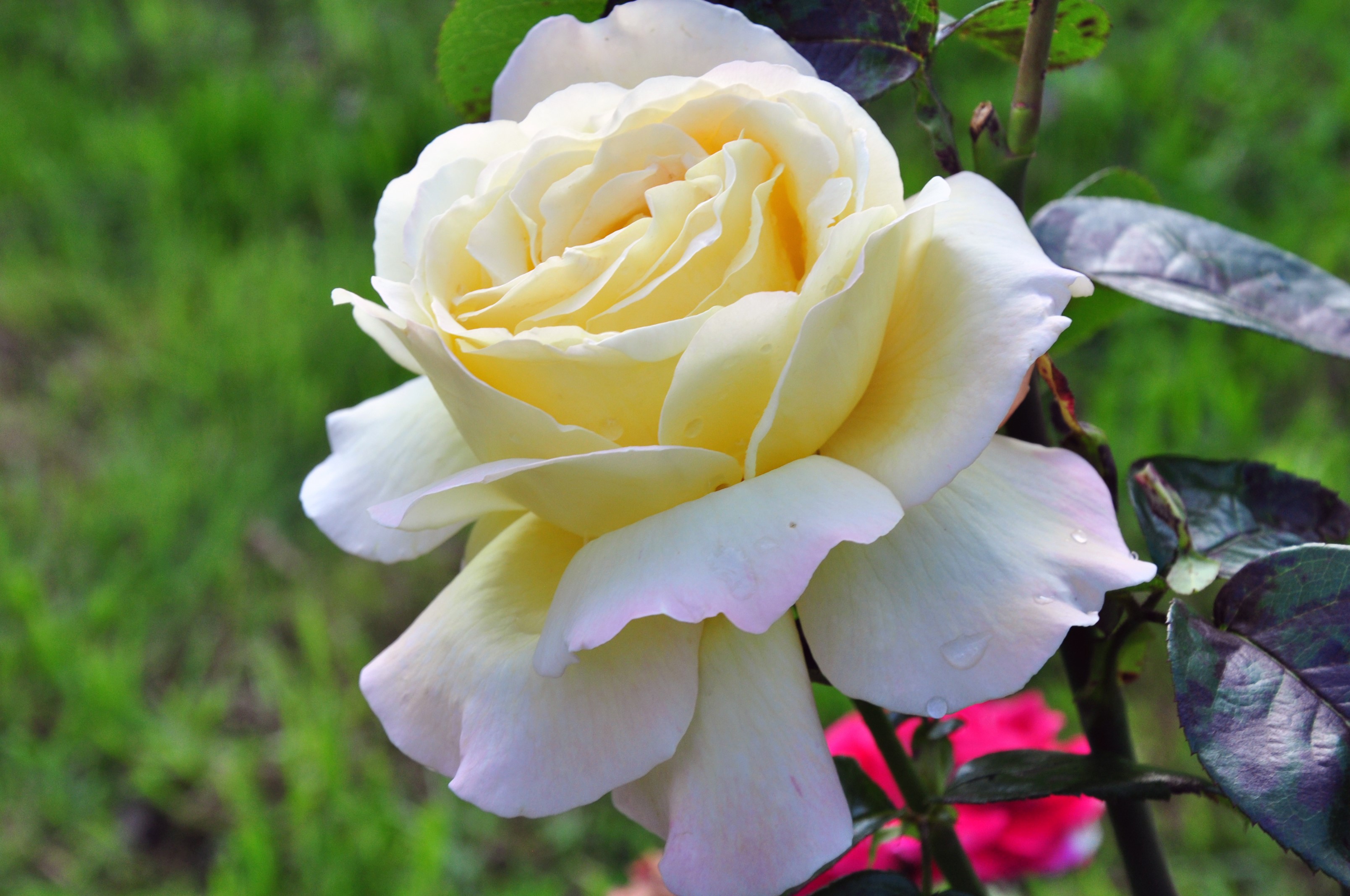Creamy yellow rose with water droplets HD Wallpaper