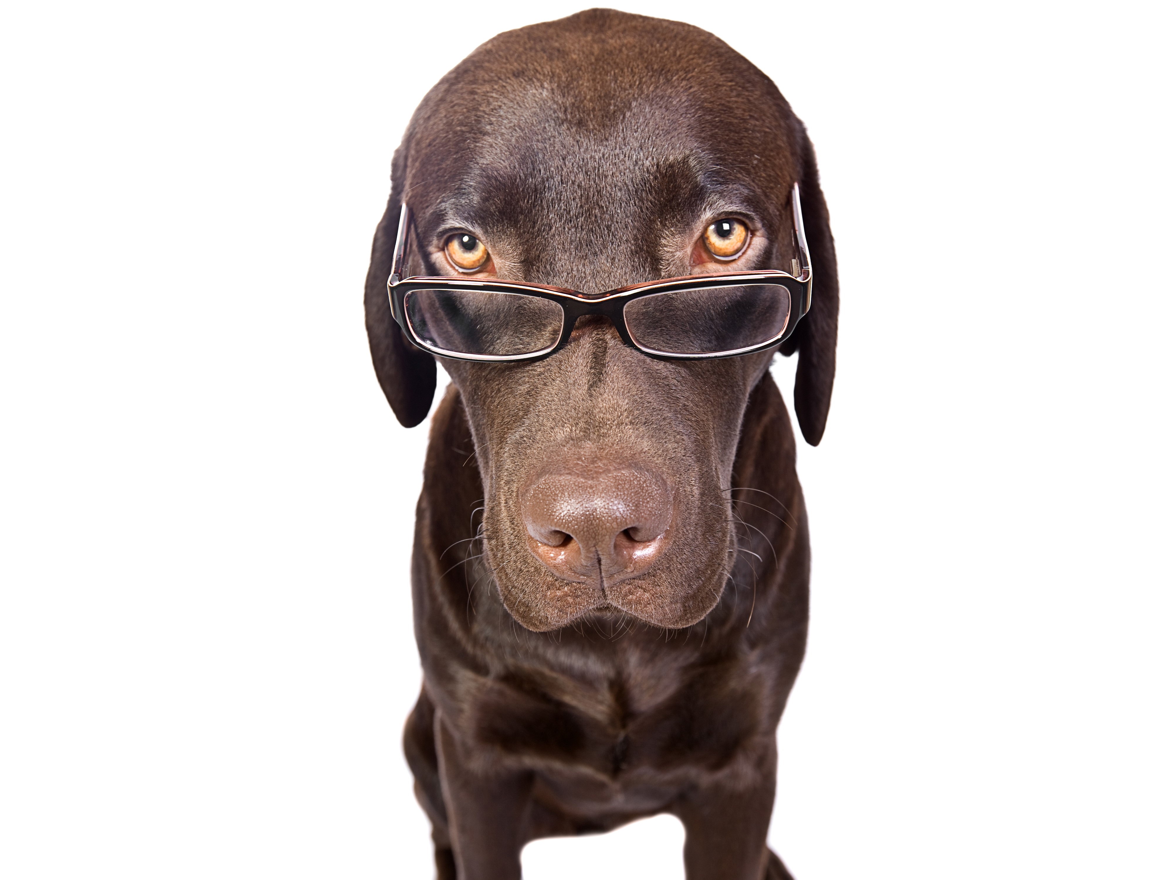 Chocolate Labrador Retriever wearing glasses HD Wallpaper