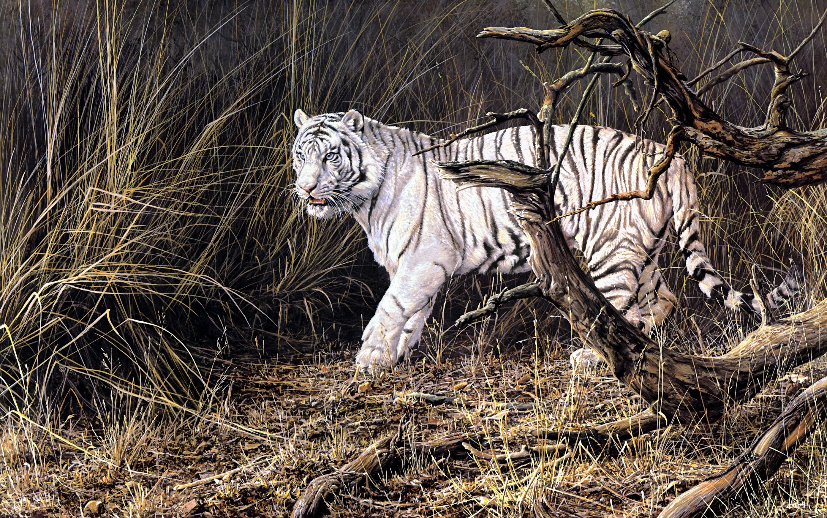 White tiger walking through dry grass and branches HD Wallpaper