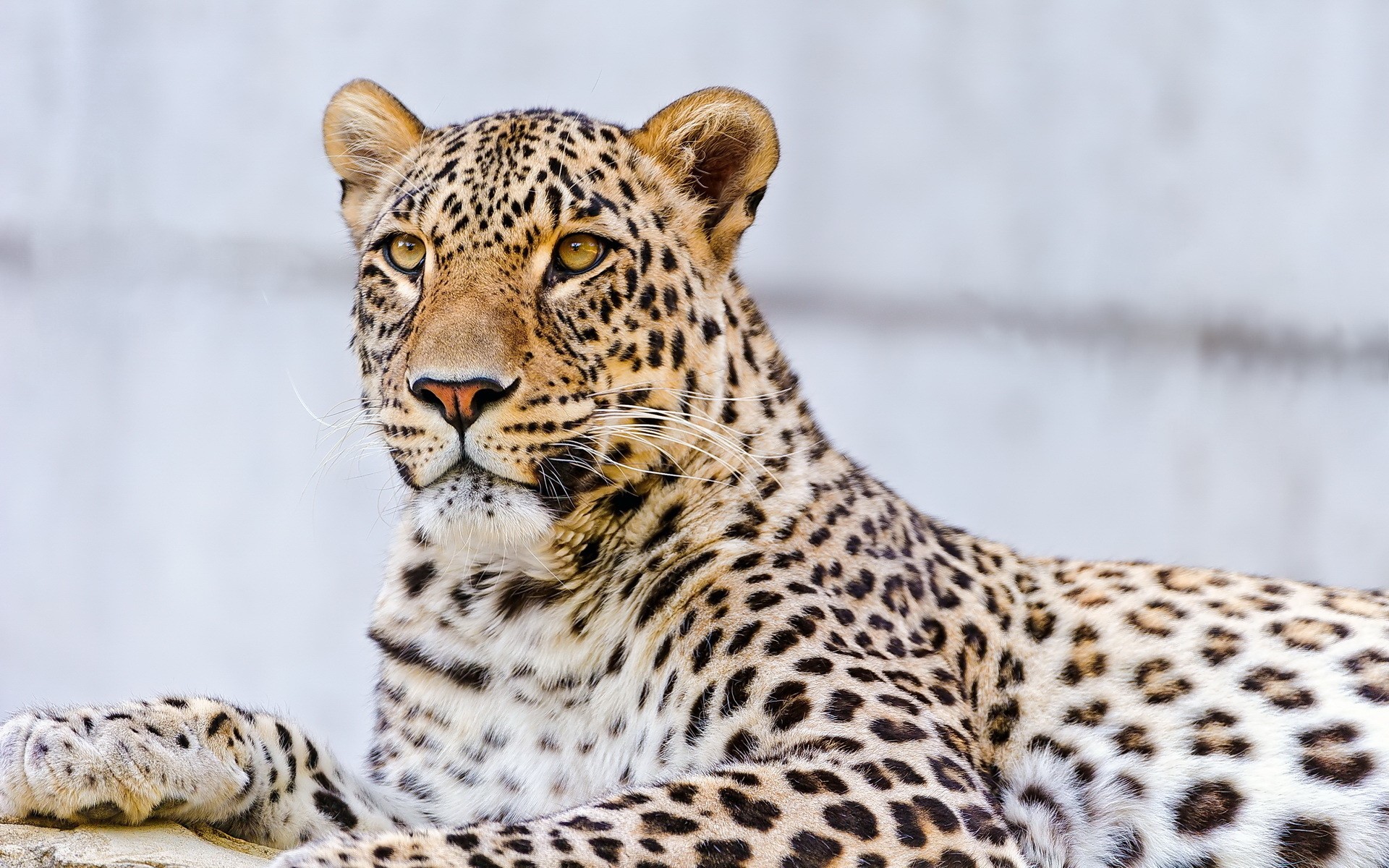 Leopard resting on a rock HD Wallpaper